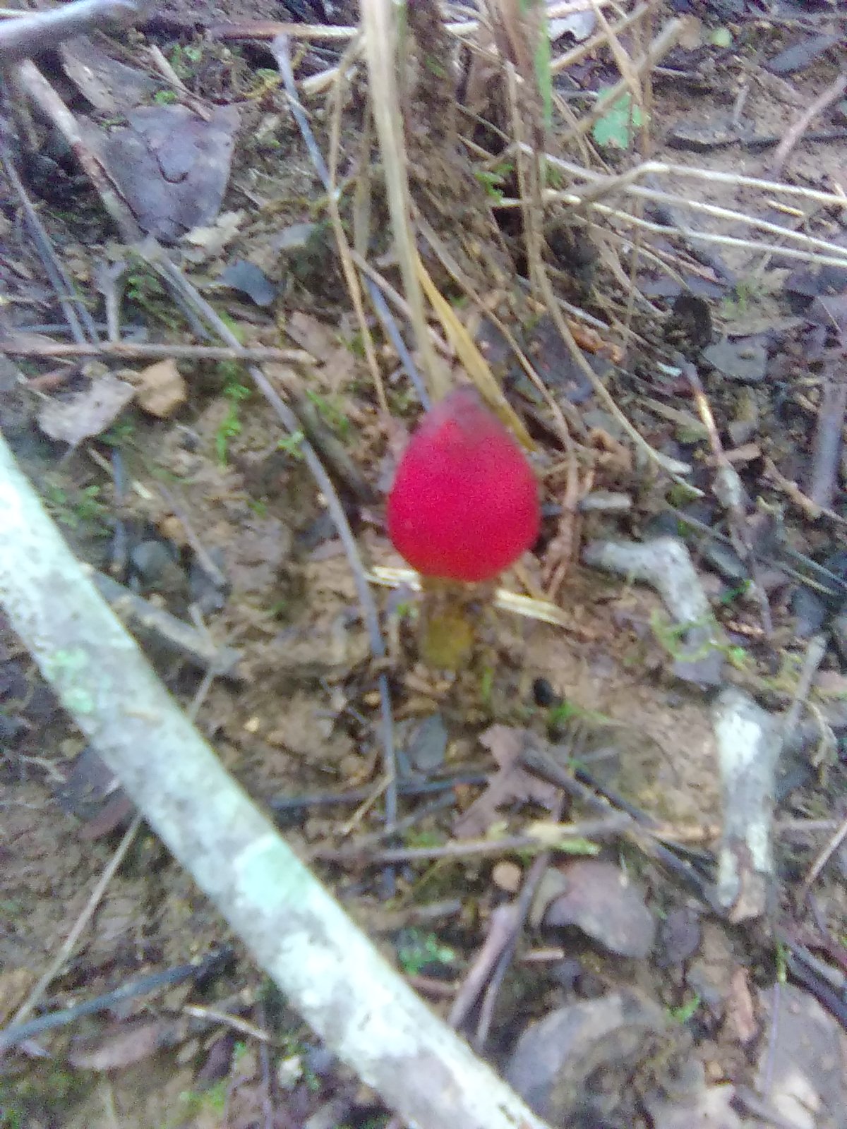 Witch's Hat