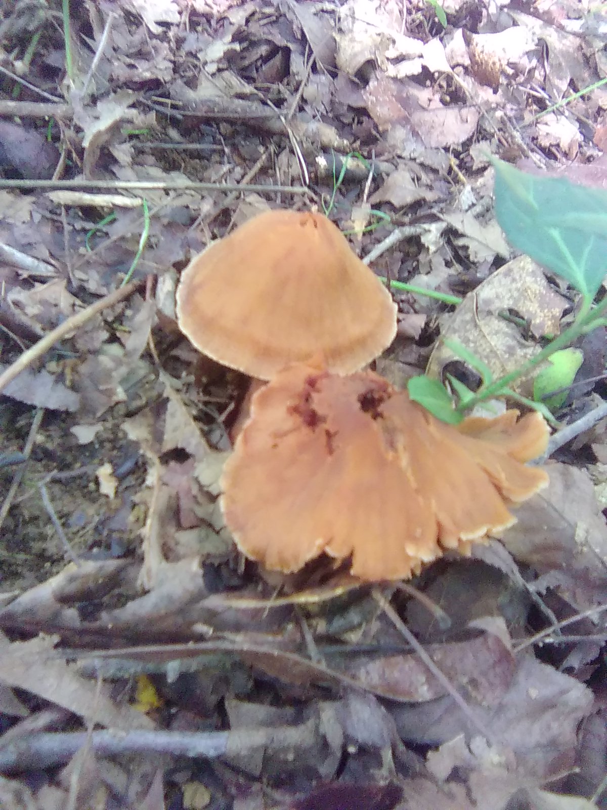 Rooting Shank