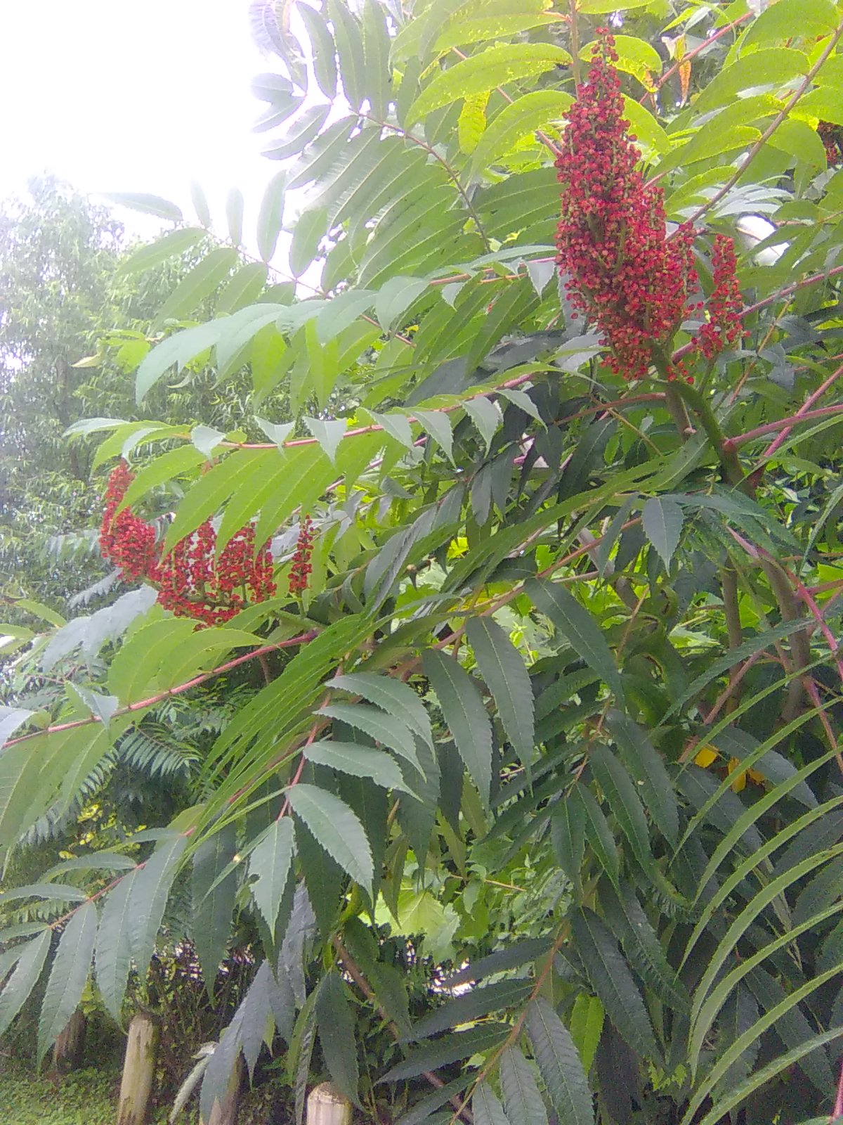 Sumac