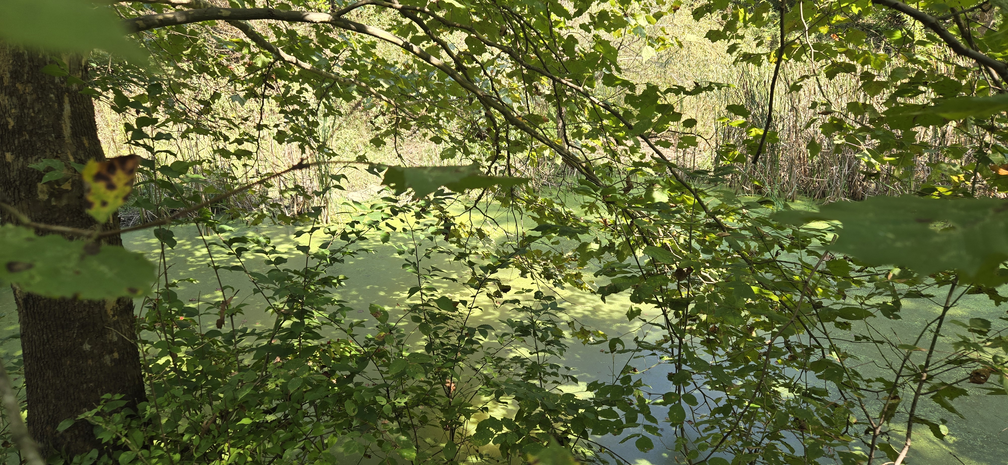 Lea Pond