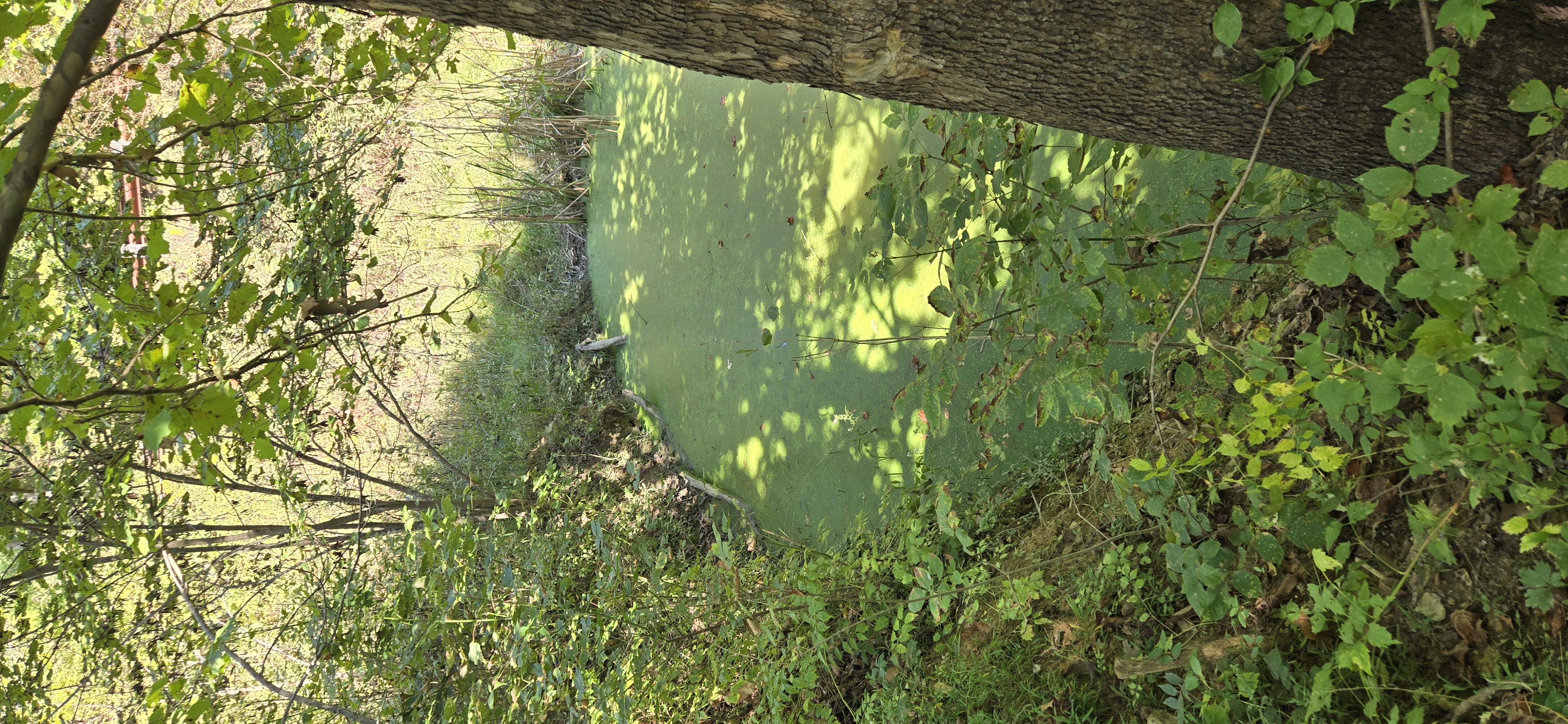 Lea Pond