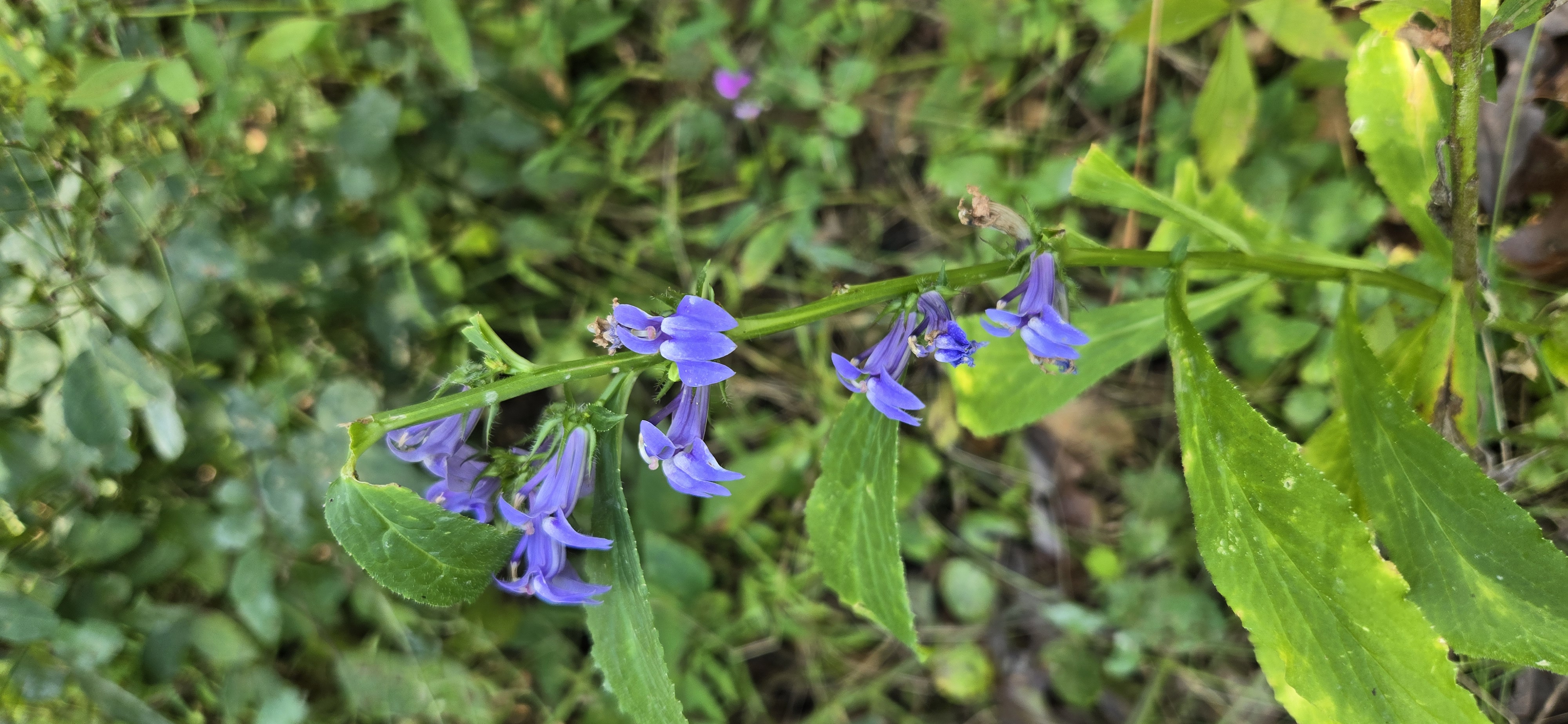 Great Blue Lobelia