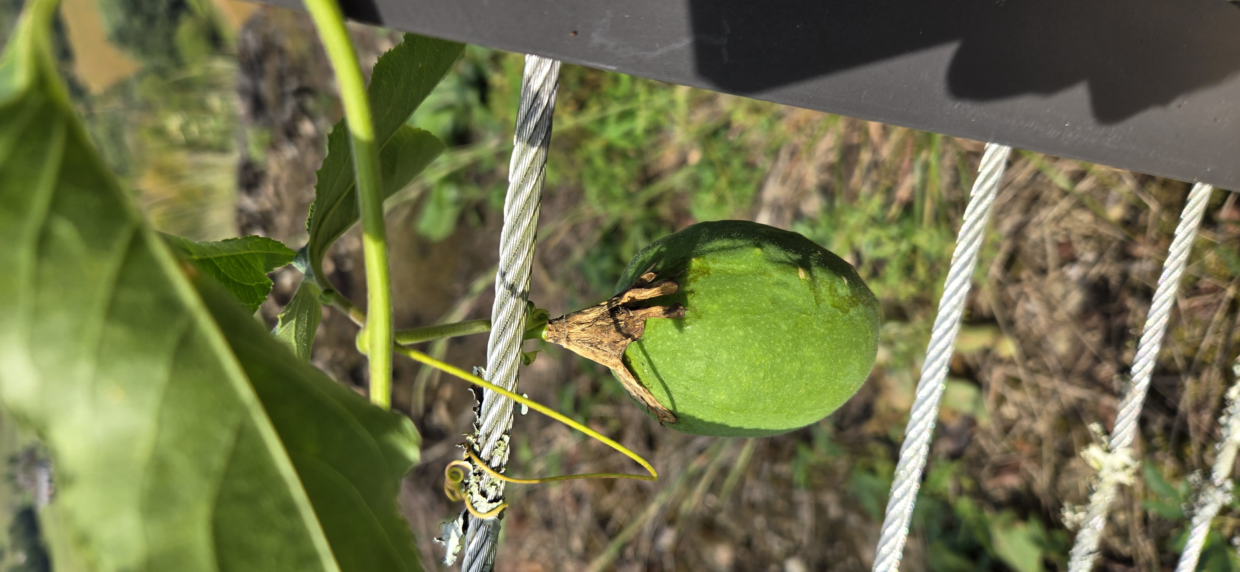 Maypop