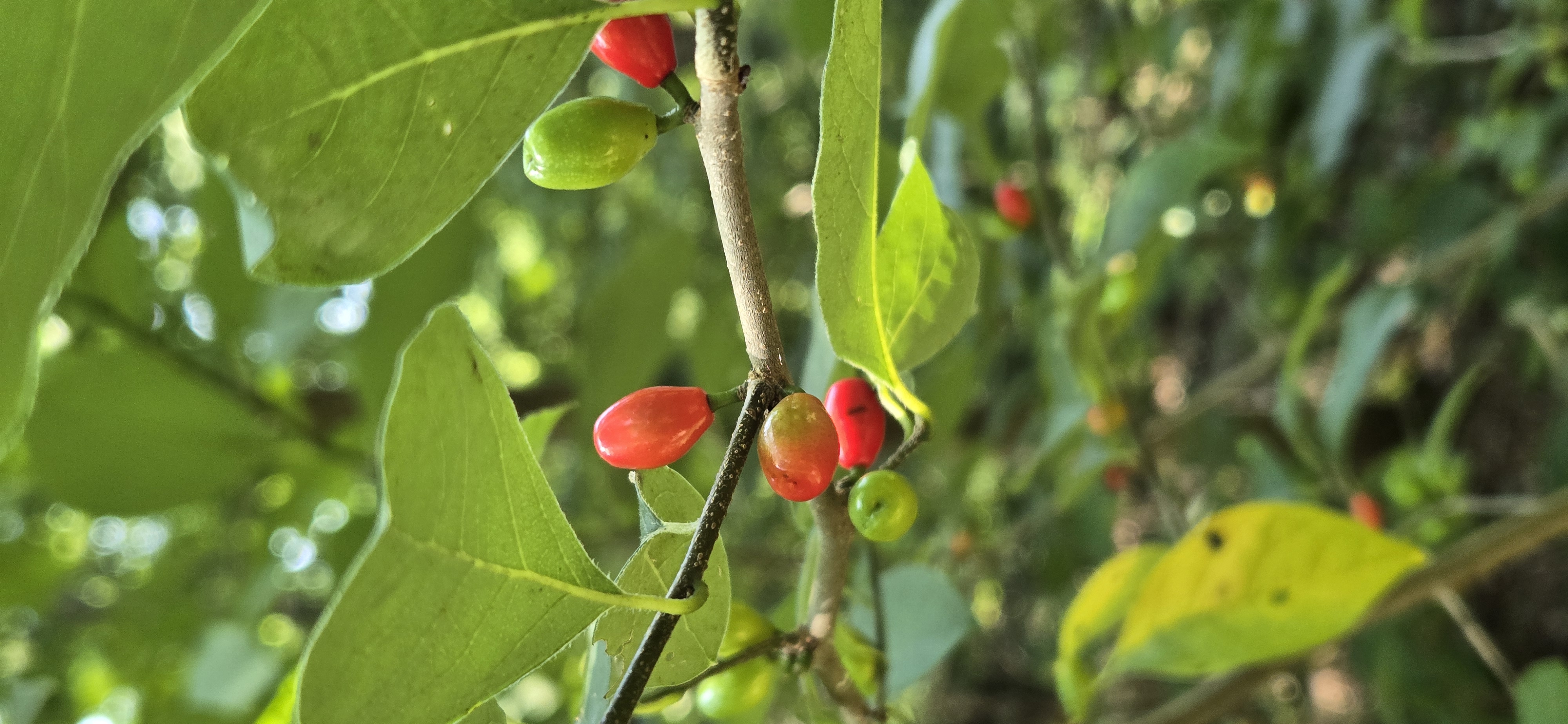 Spicebush berries