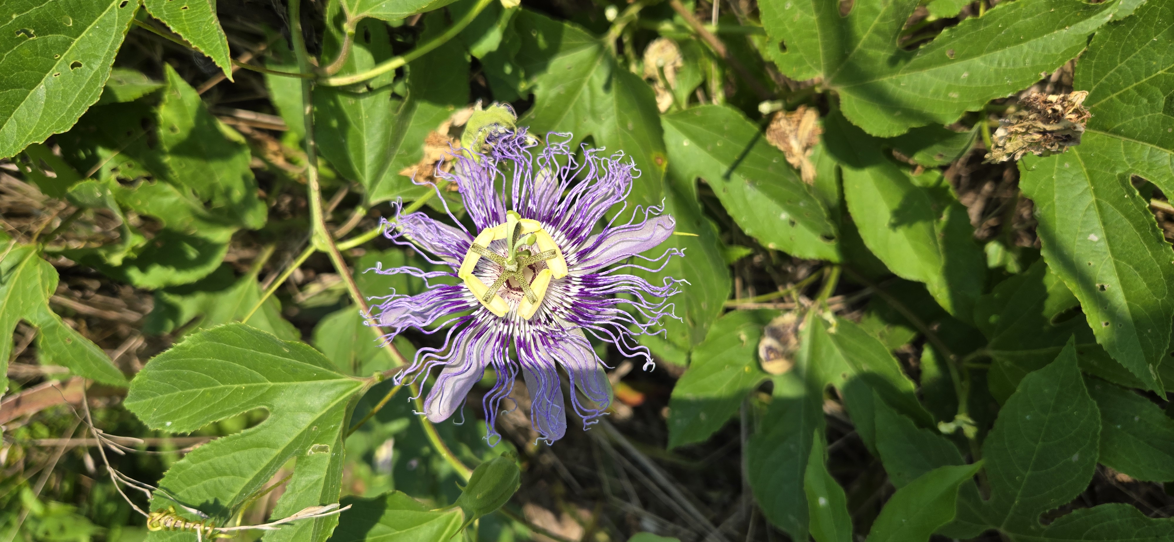 Purple Passionflower