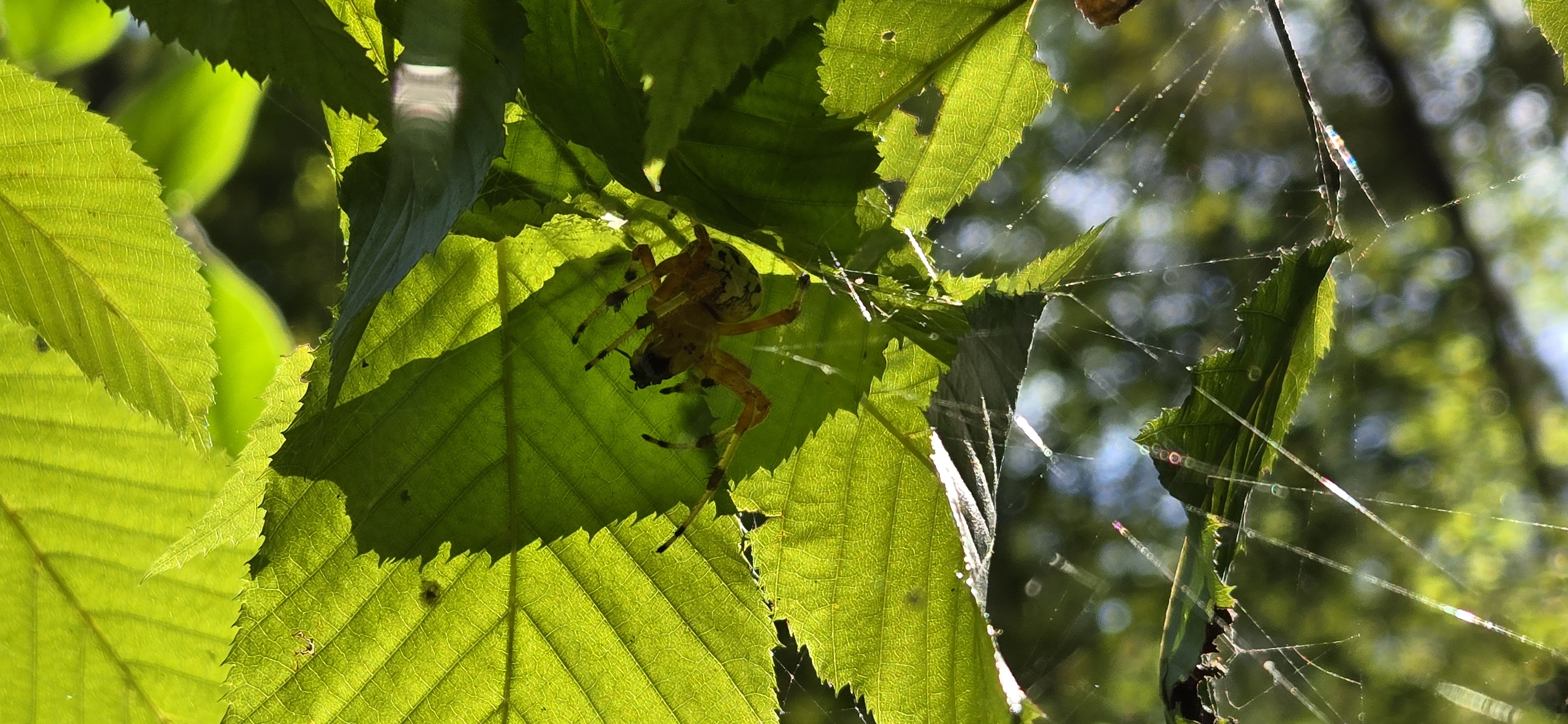 Marbled Orbweaver