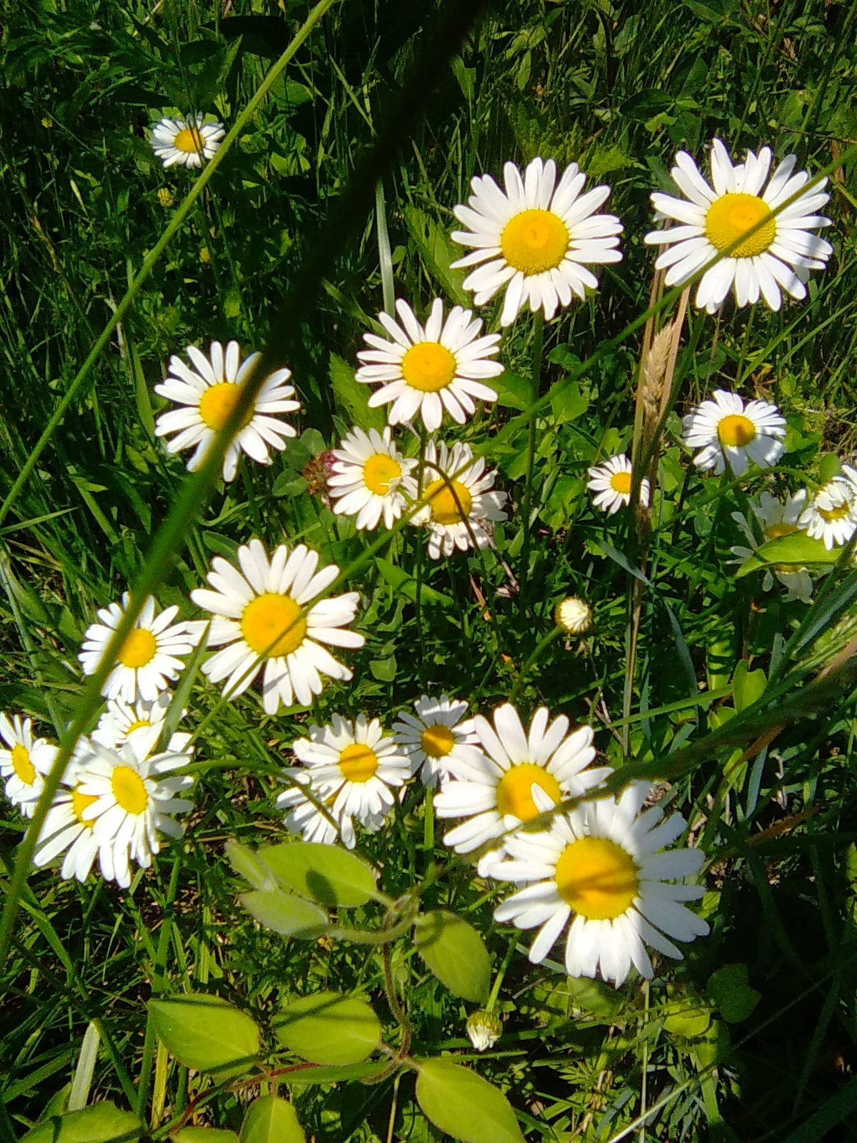 Oxeye Daisies