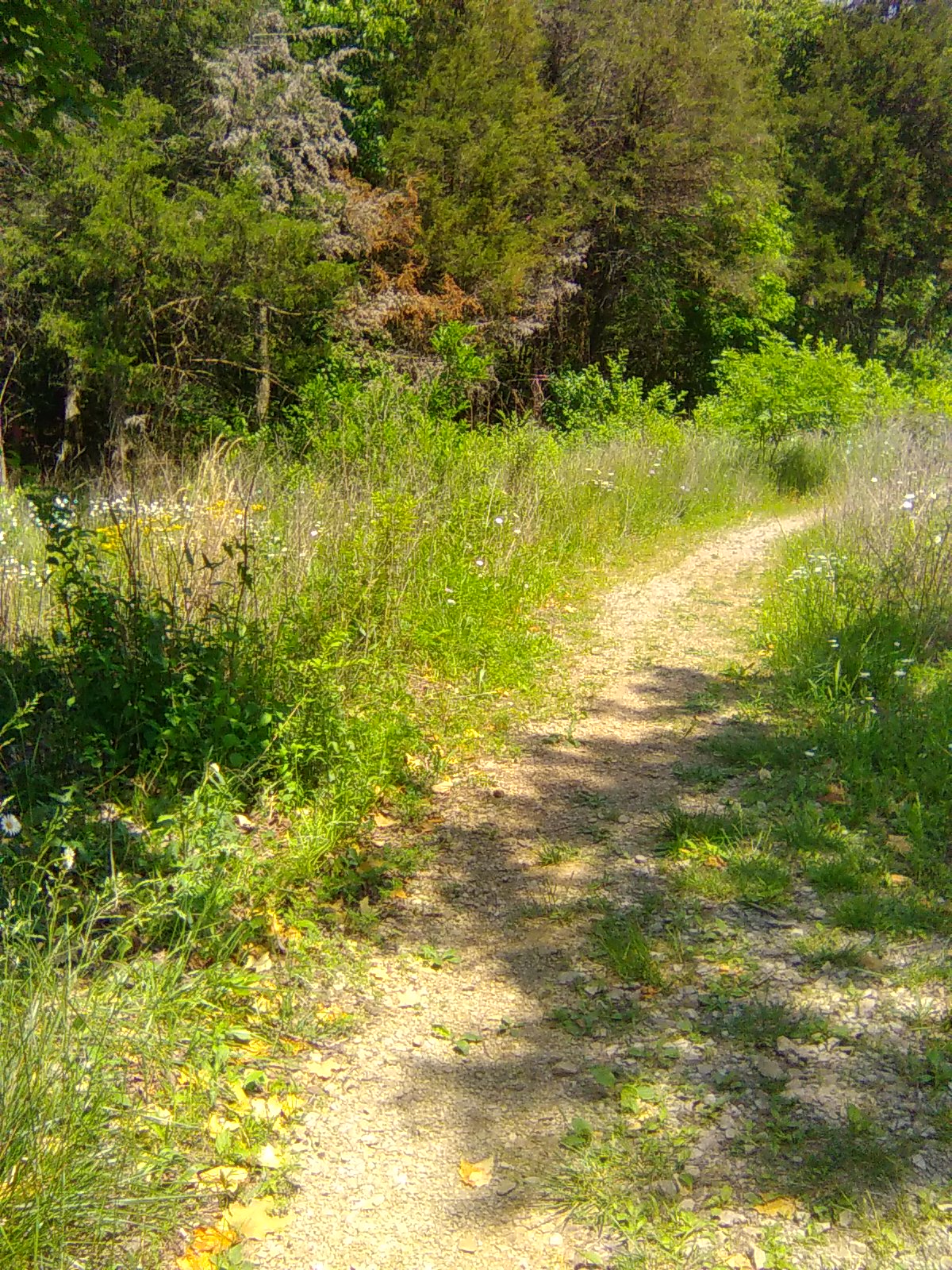 Daisies on Path
