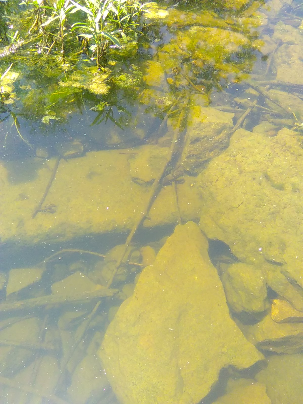 Crawdads