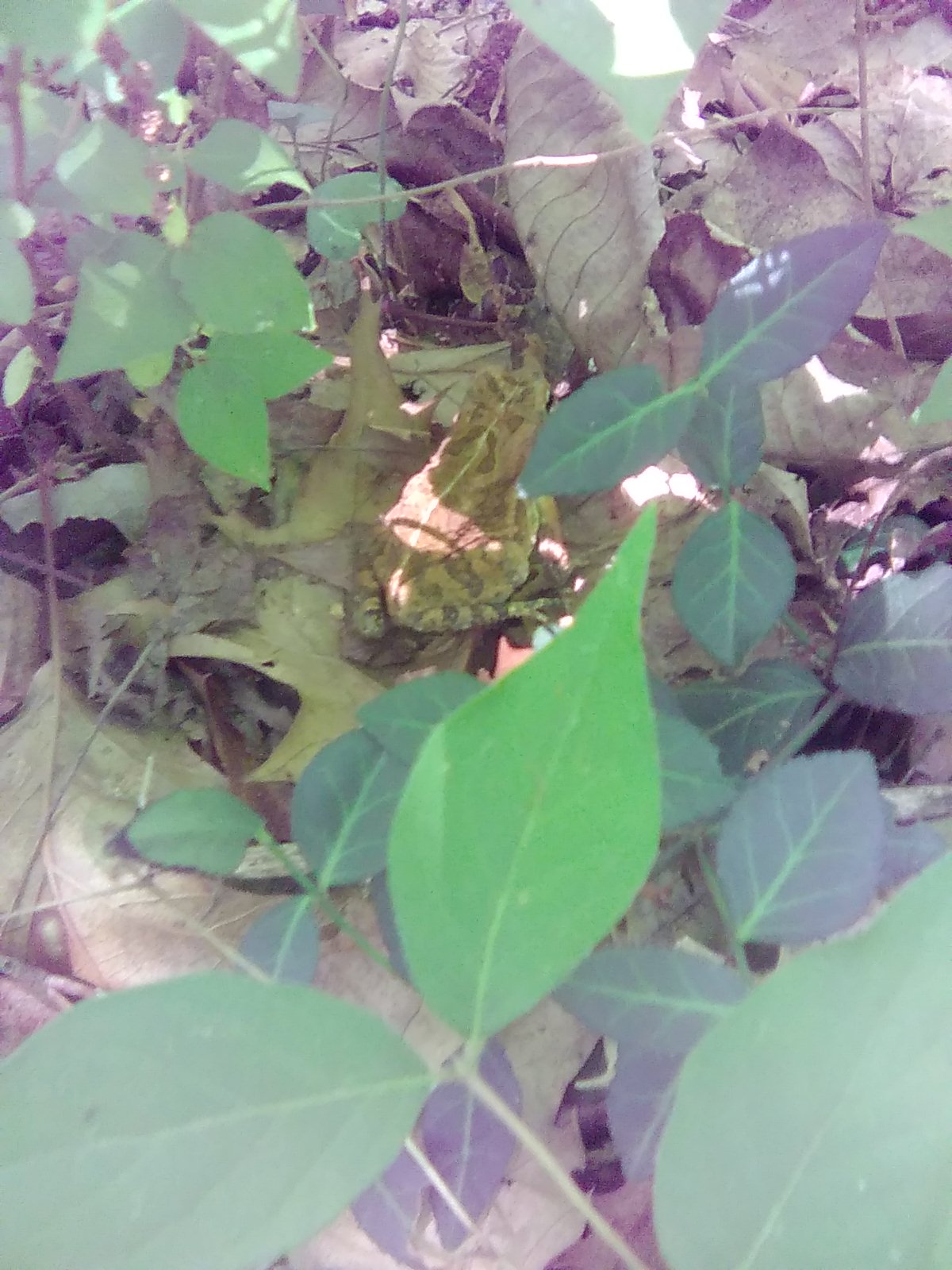 Froggy