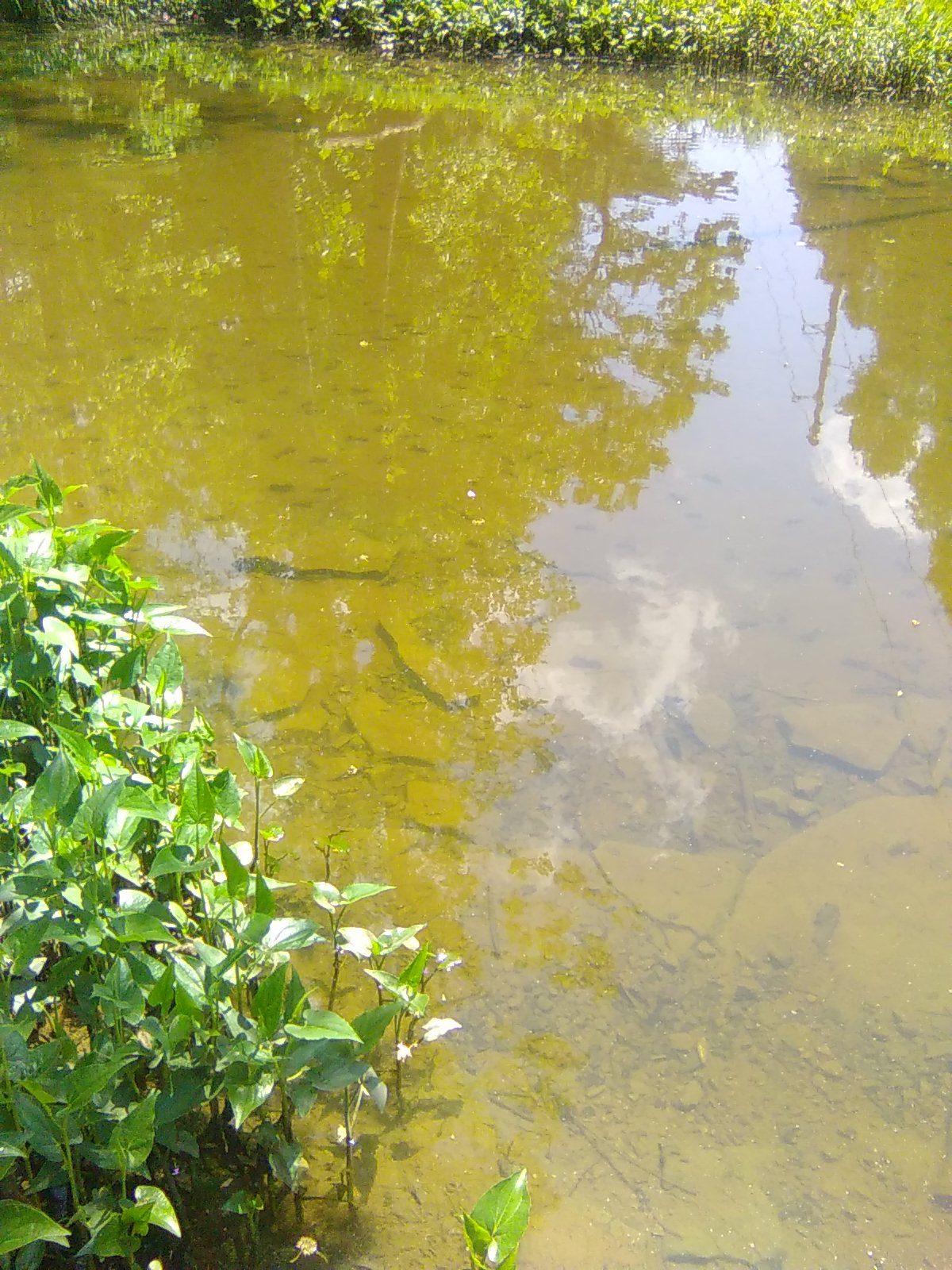 Crawdad Party