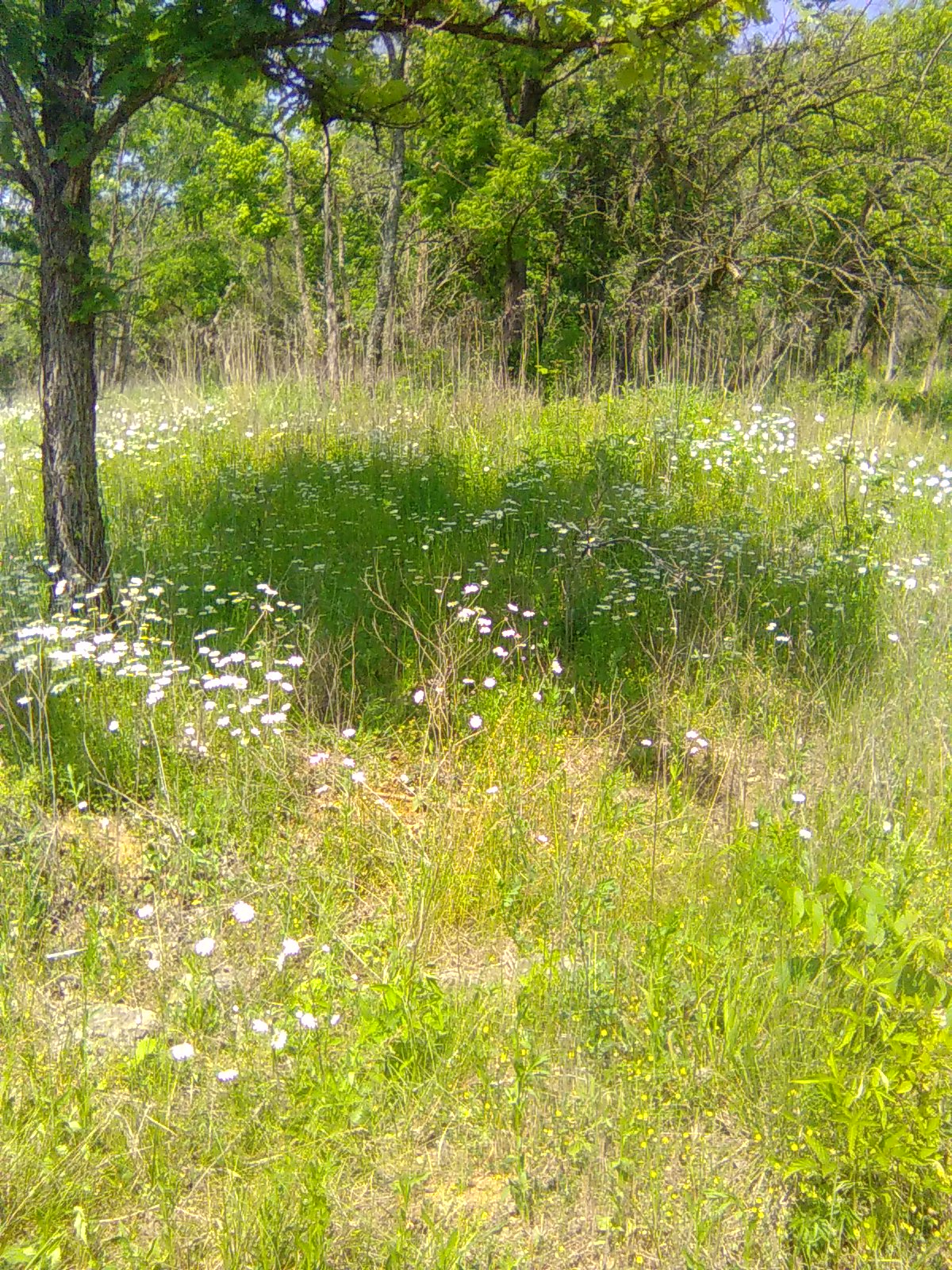 Meadow Again