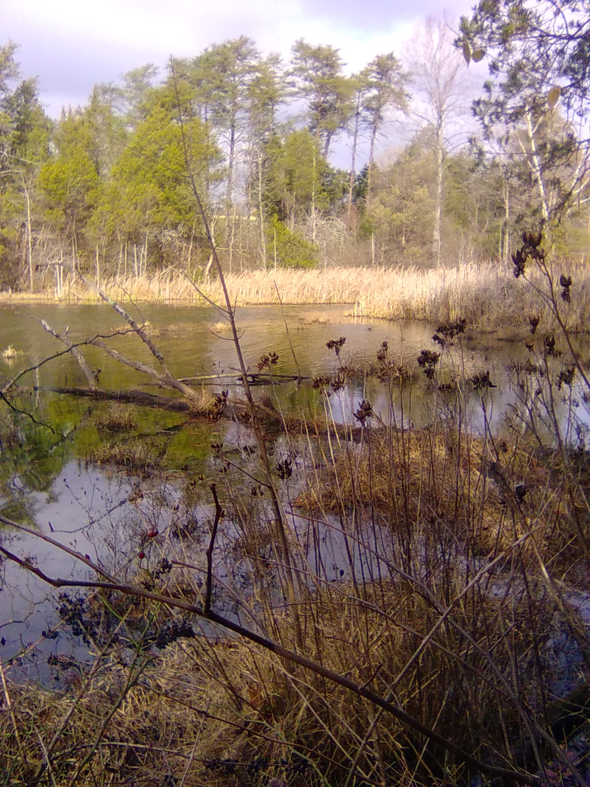 Swamp