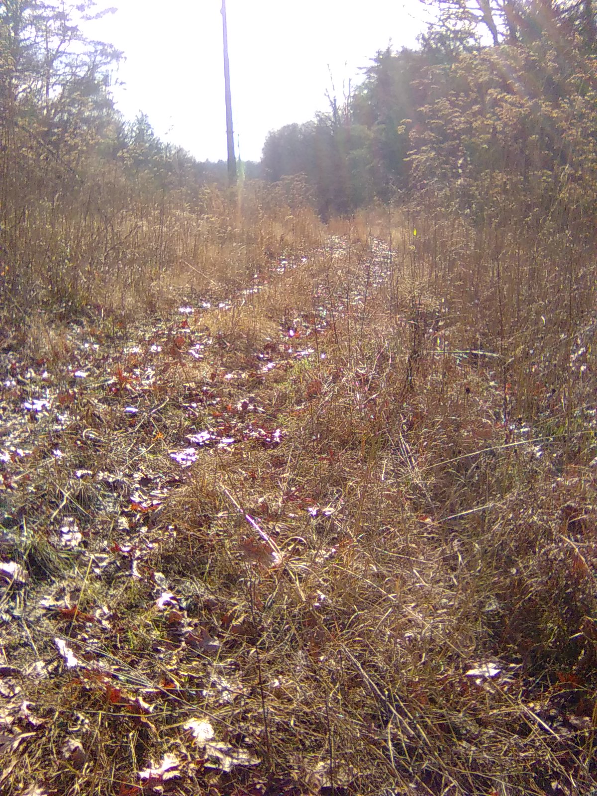 Horse Trails