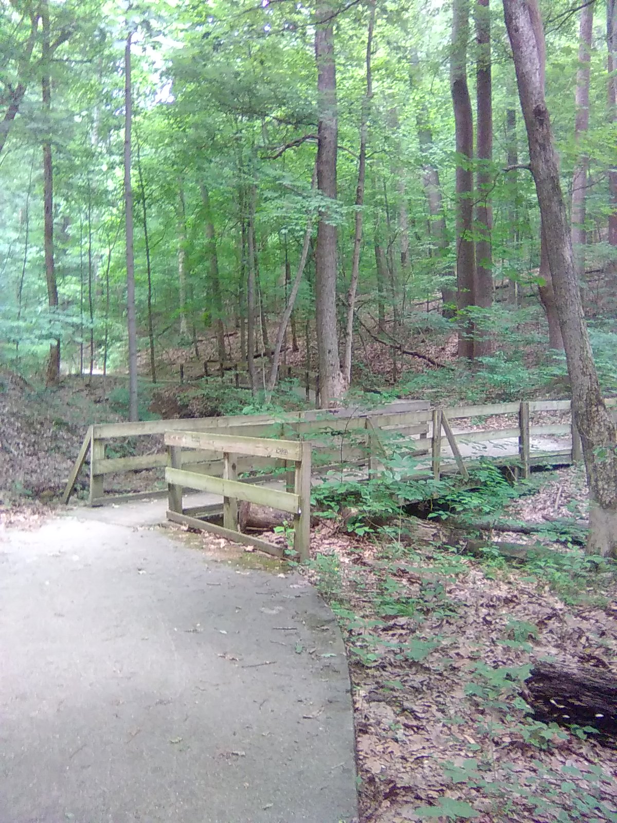 Tulip Tree Trail