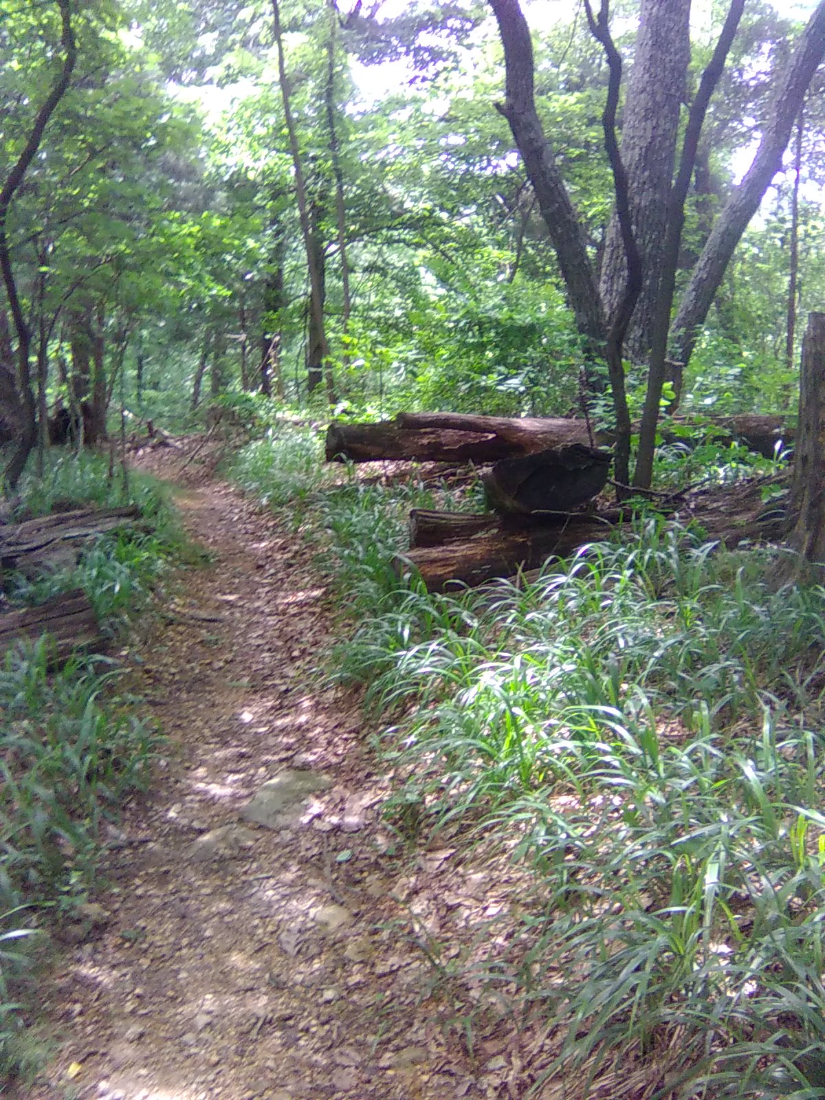 Fallen Tree