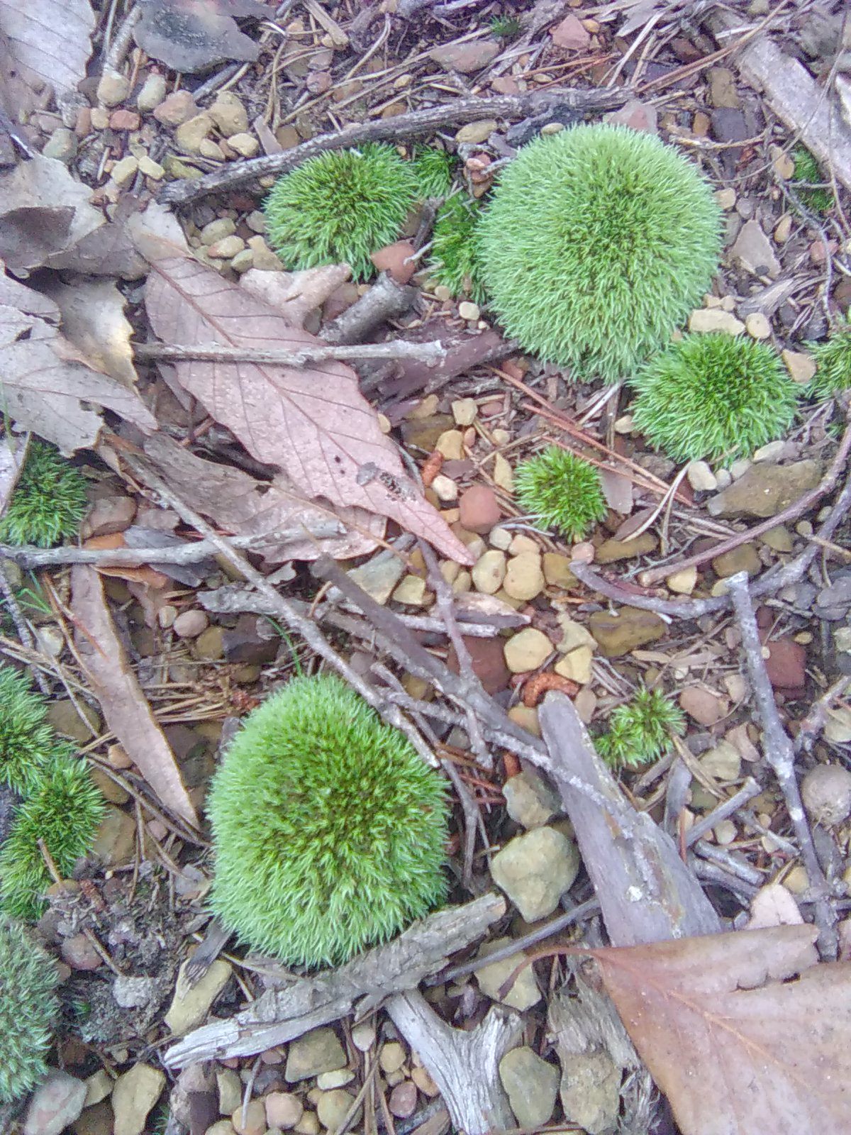 Pincushion moss