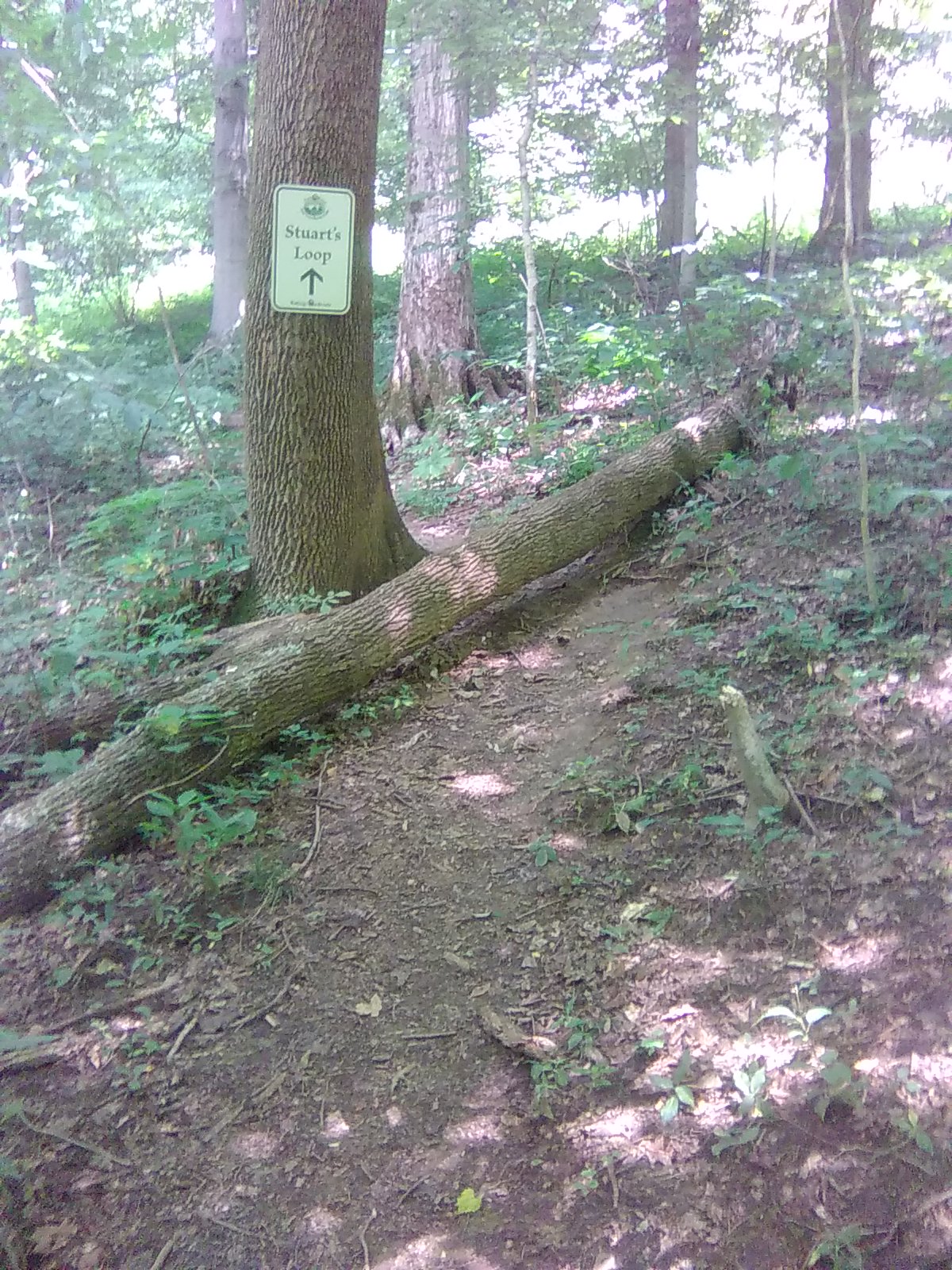 Forest Gate
