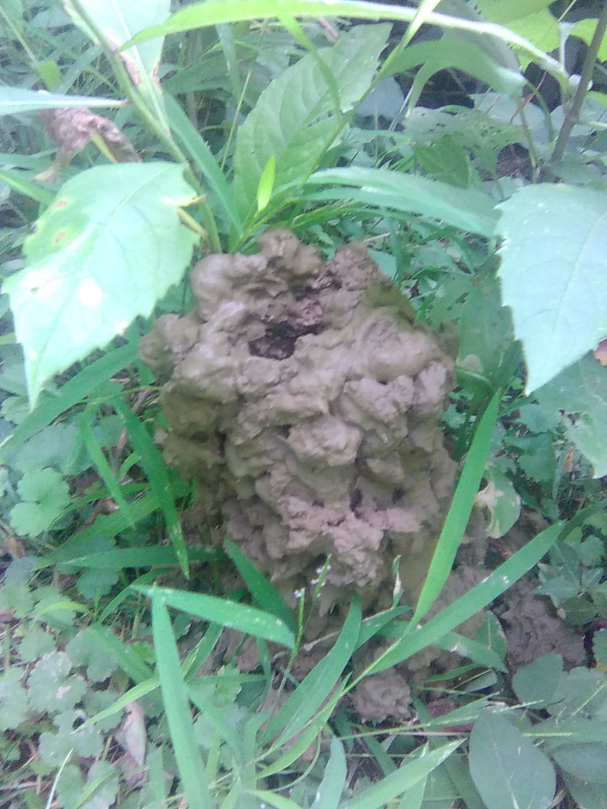 Crayfish Chimney