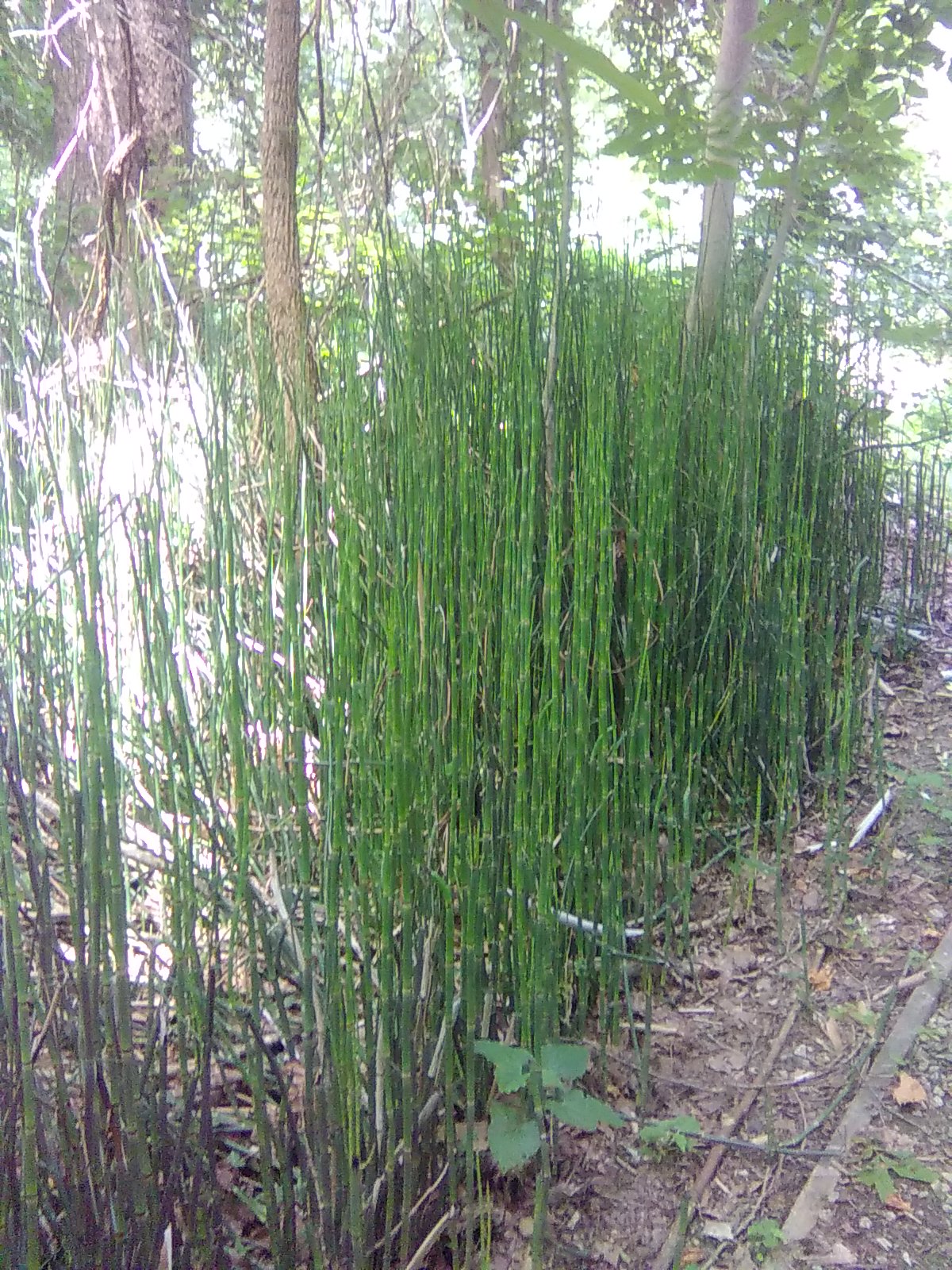 Scouring Rush