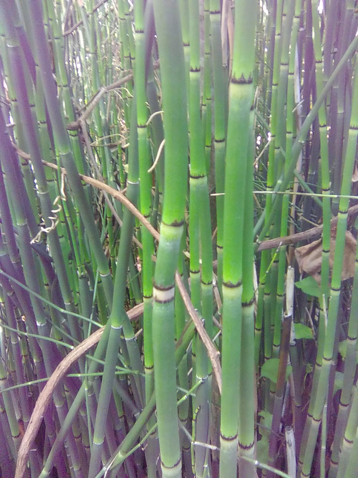 Scouring Rush