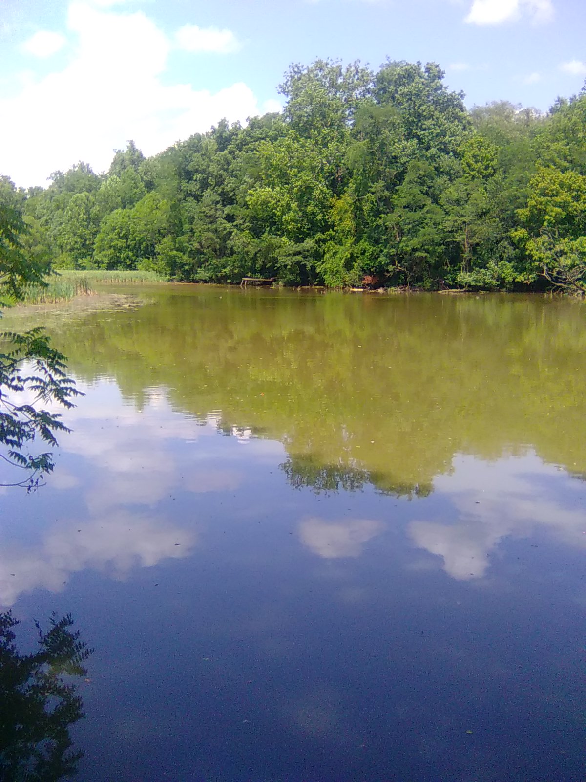 Putney Pond