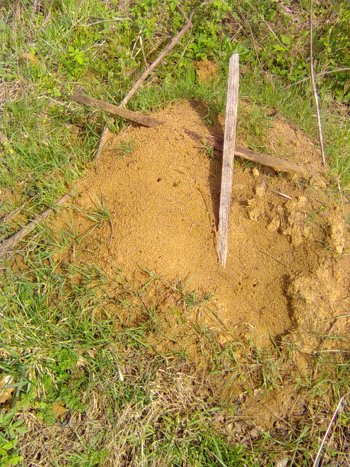 Ant Mound