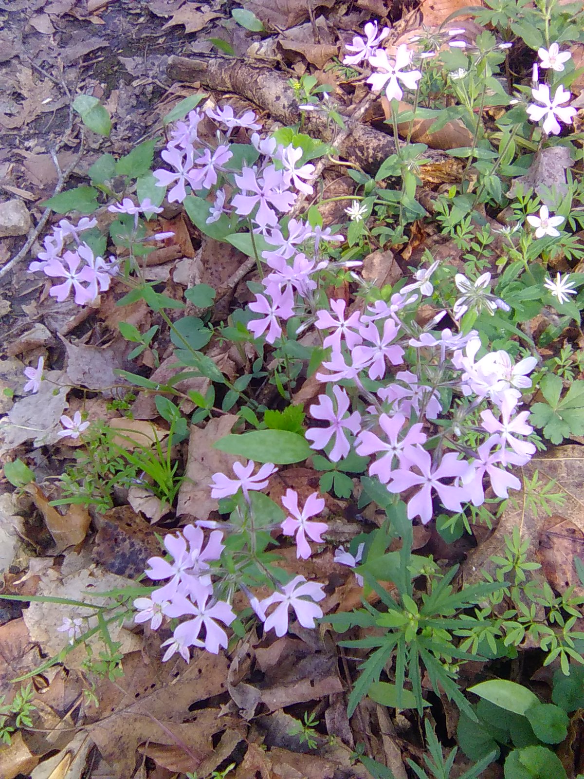 Phlox