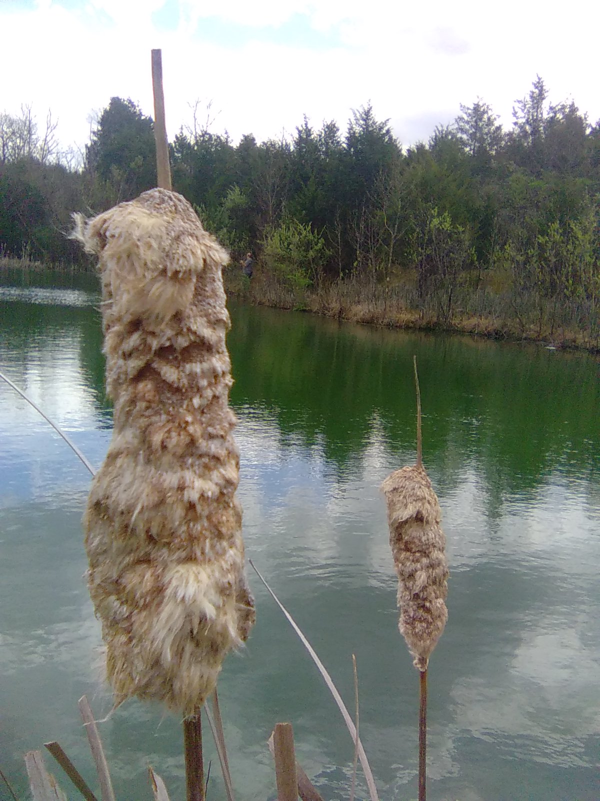 Cattail
