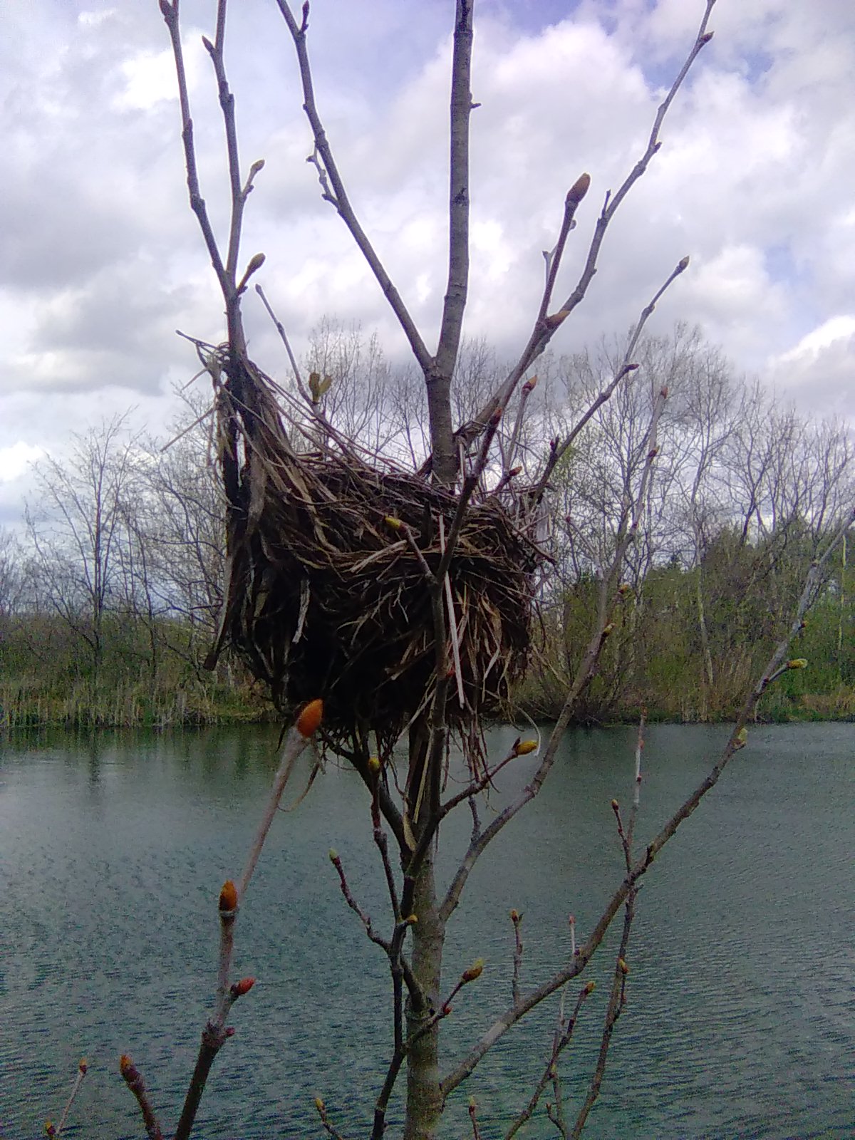 Red-winged Blackbird Nest