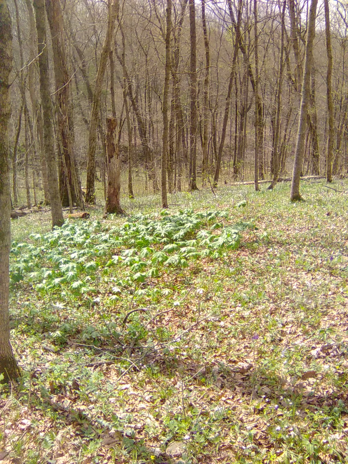 Mayapple Patch