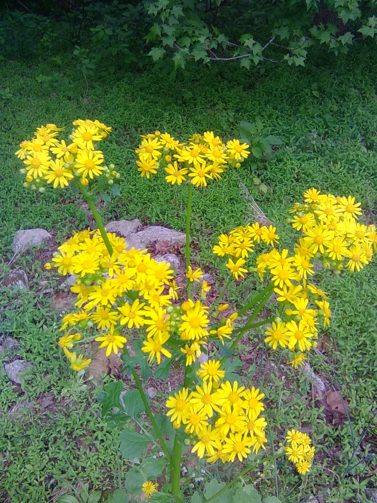Butterweed