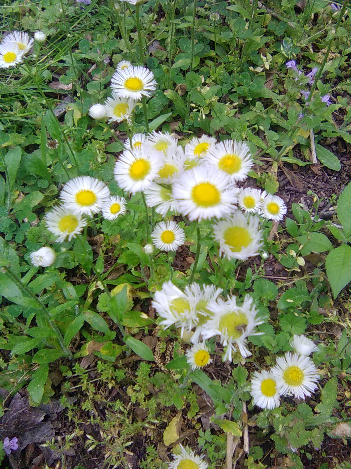 Philadelphia Fleabane