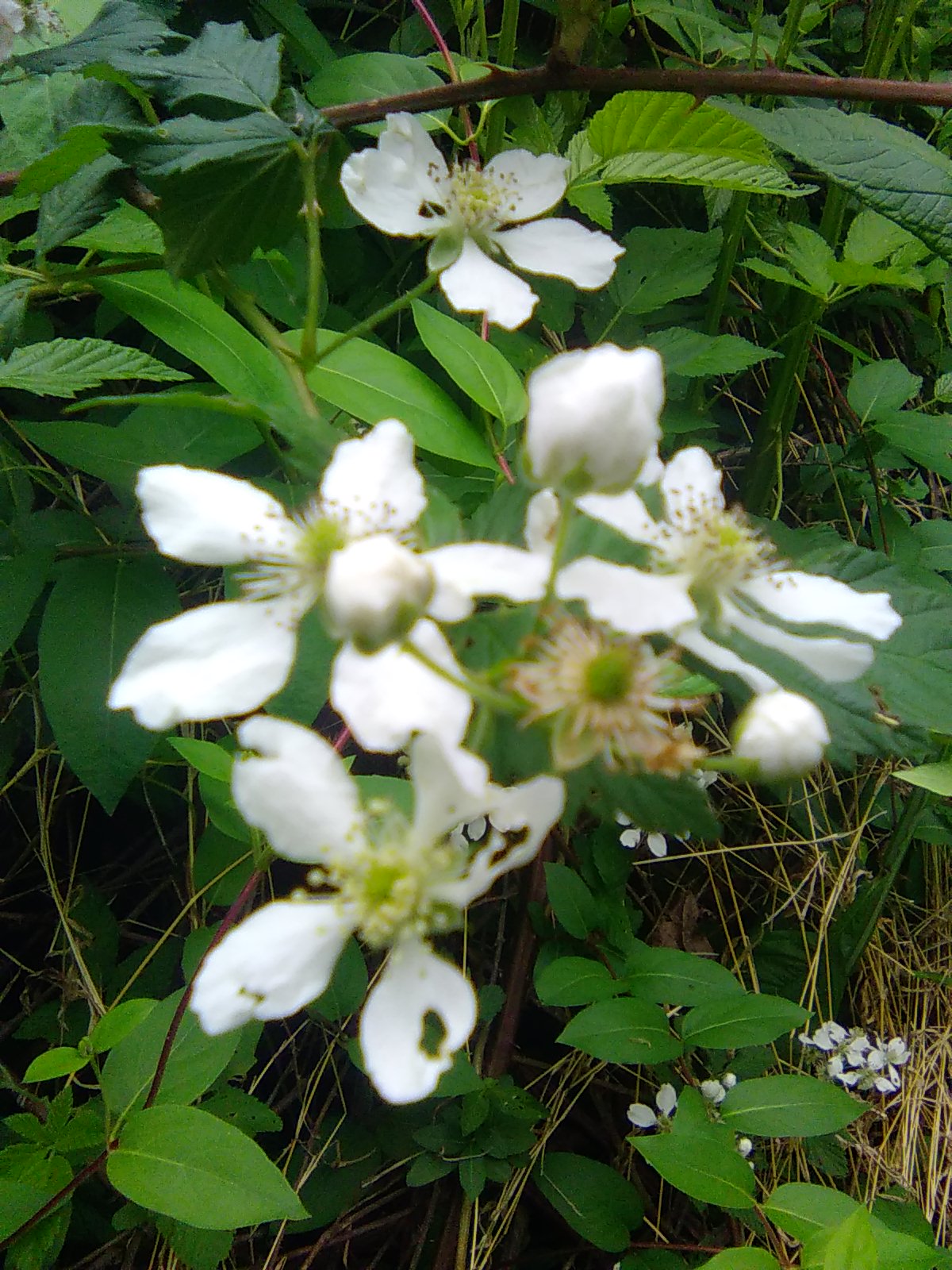 Blackberry Blossoms