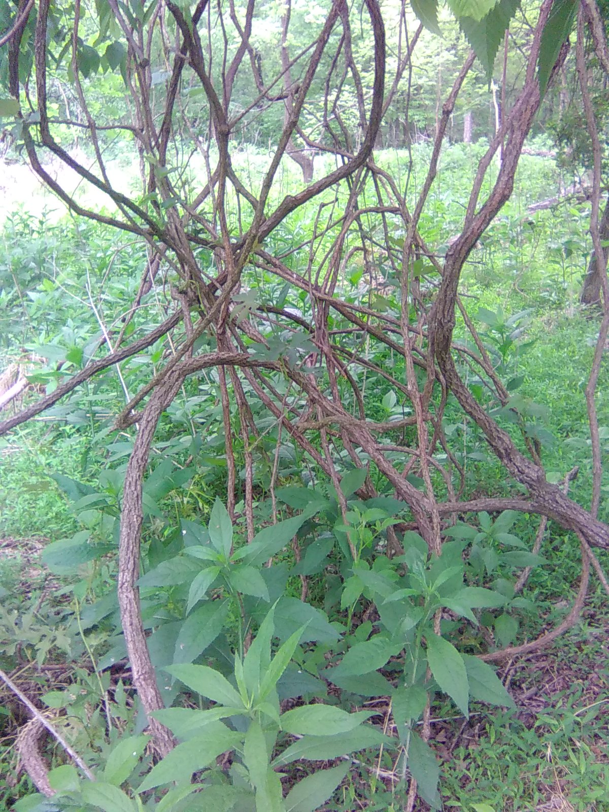 Tangle