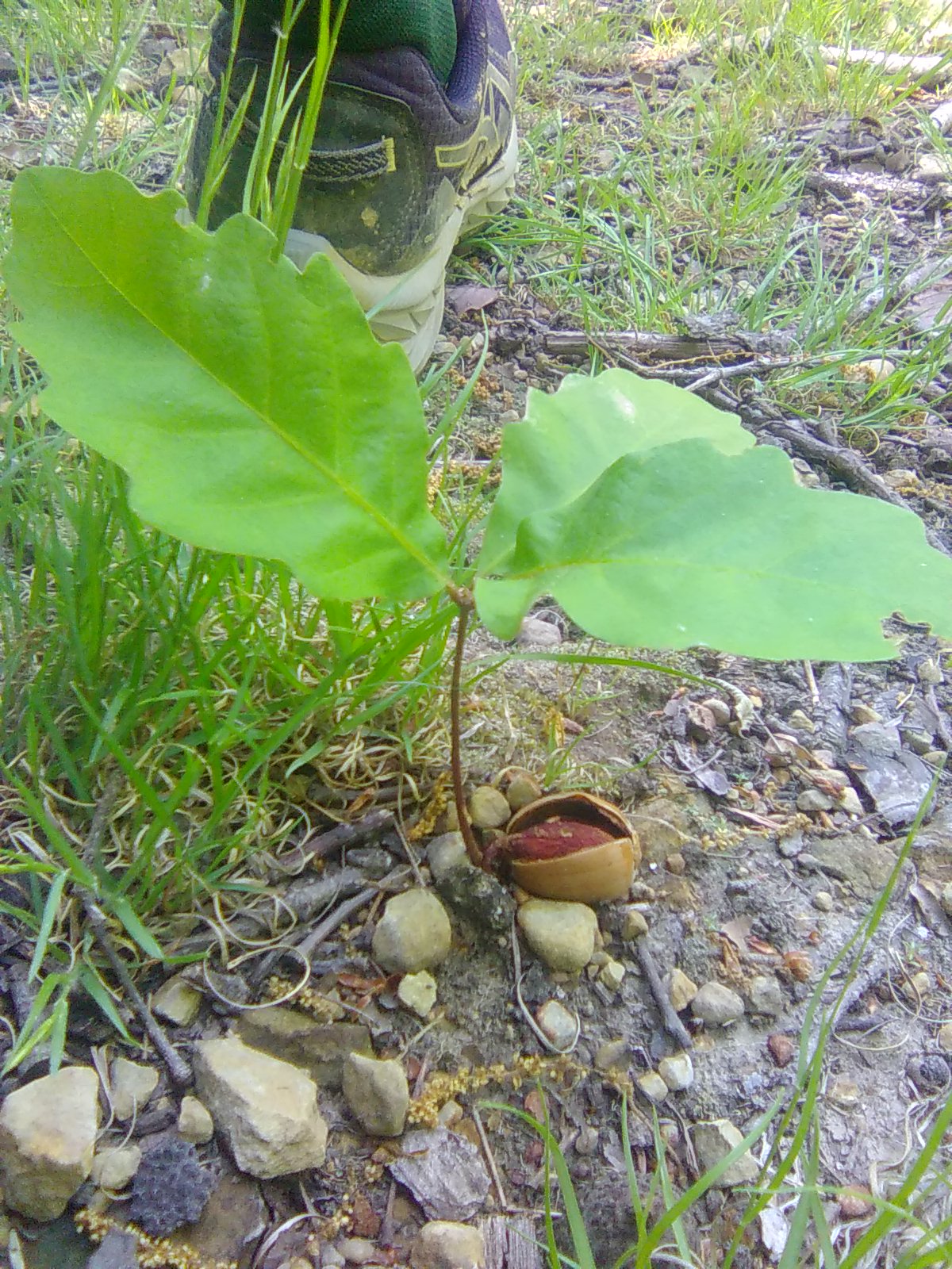 Little Oak