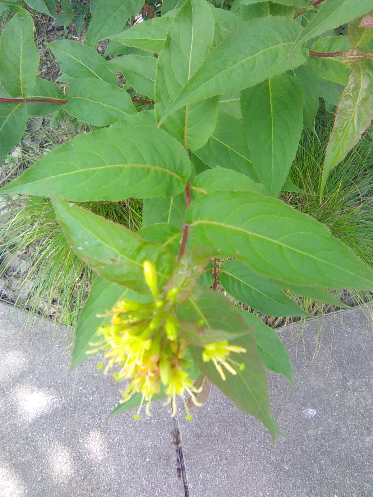 Northern Bush Honeysuckle