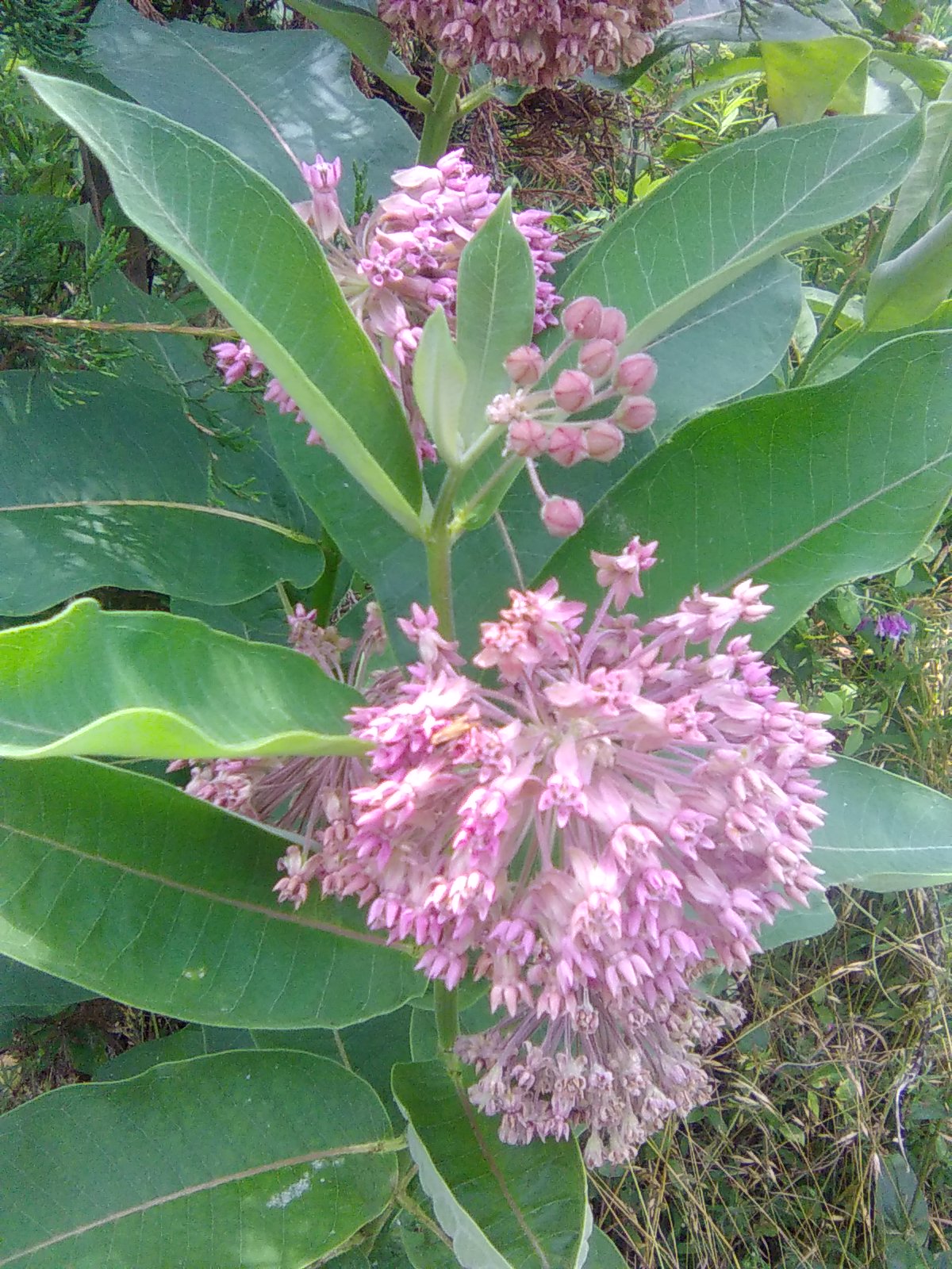 Common Milkweed