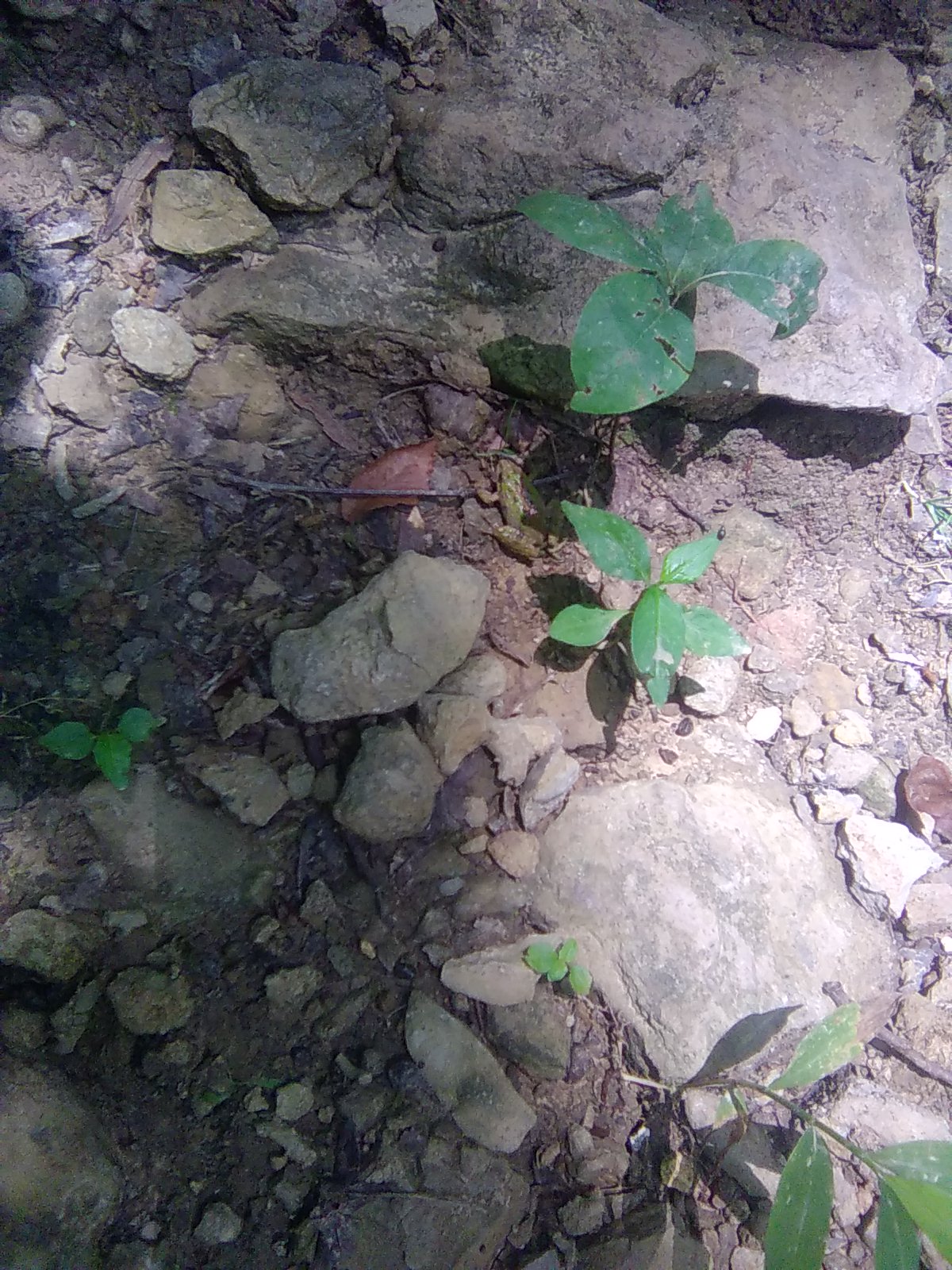 Froggy
