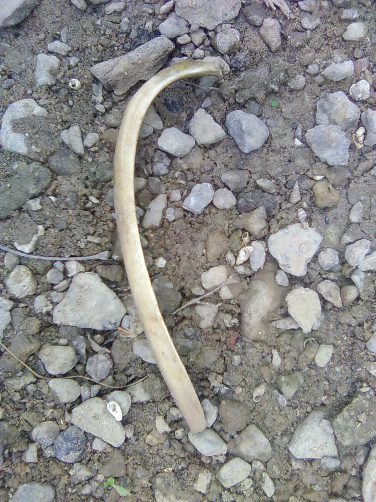 Deer Bone