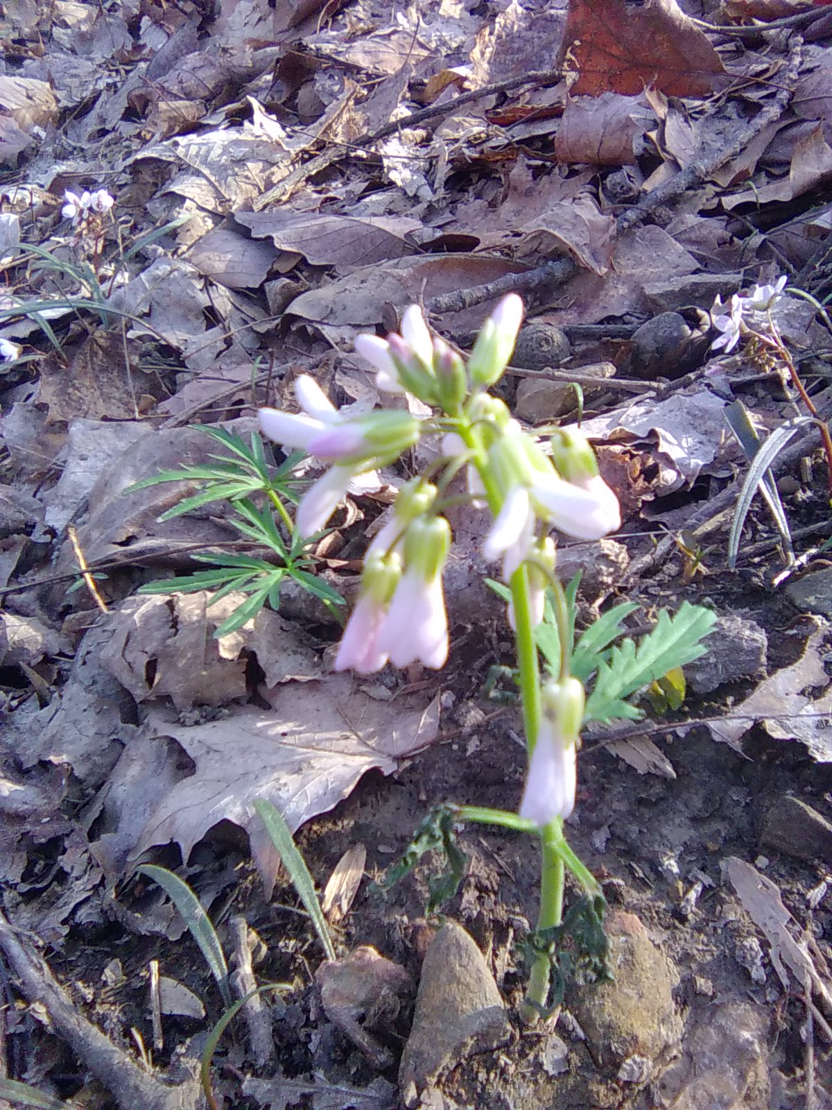 Cutleaf Toothwort