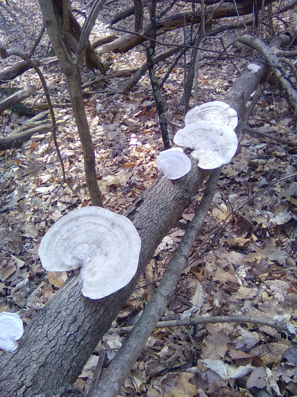 Bracket Fungi