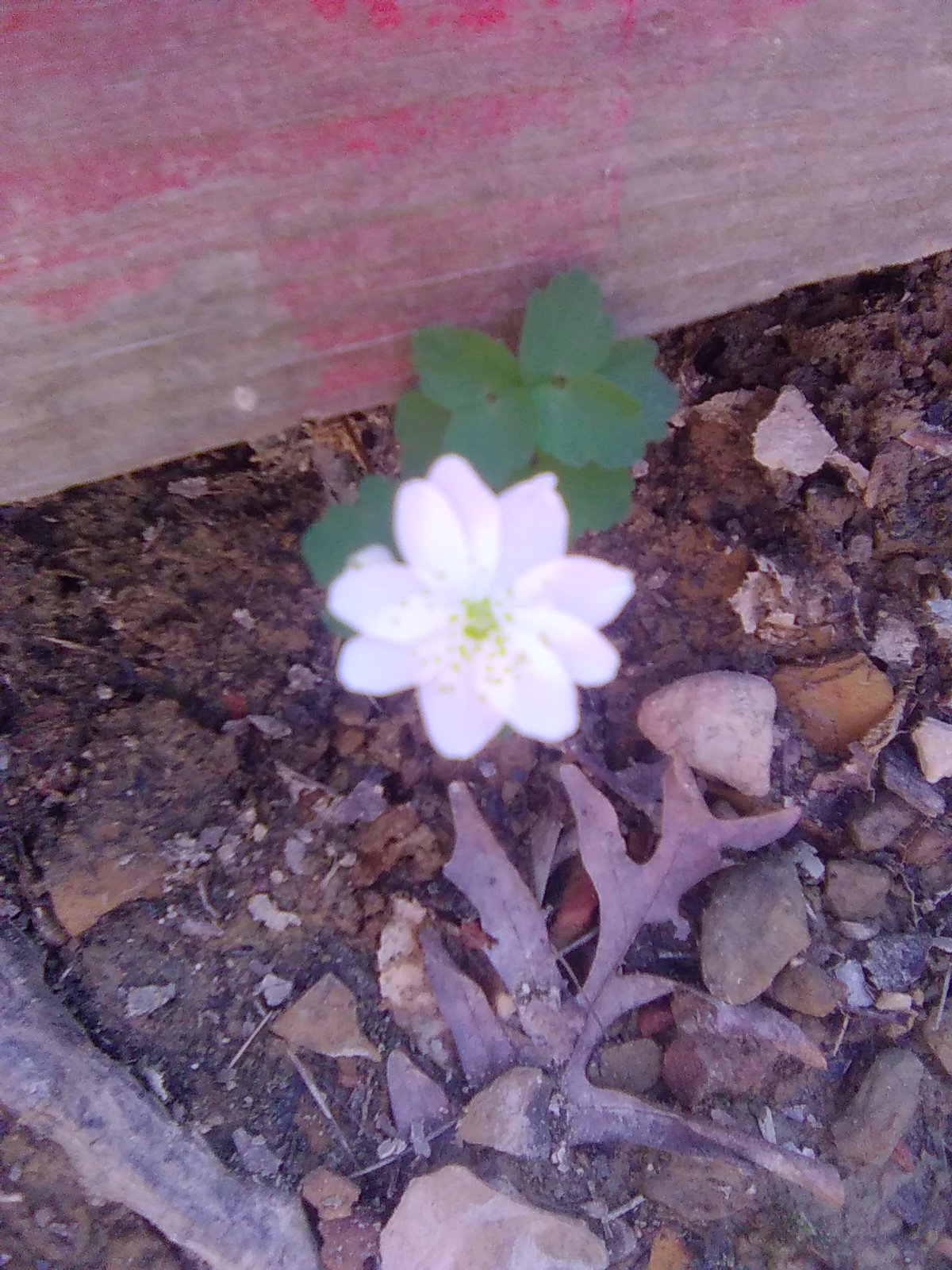 Rue Anemone