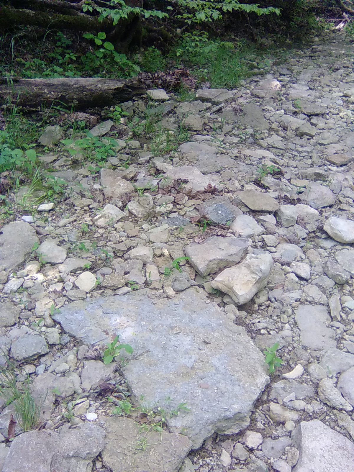Fossil Rock