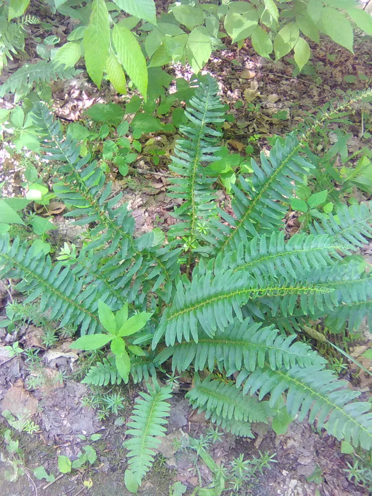 Christmas Fern