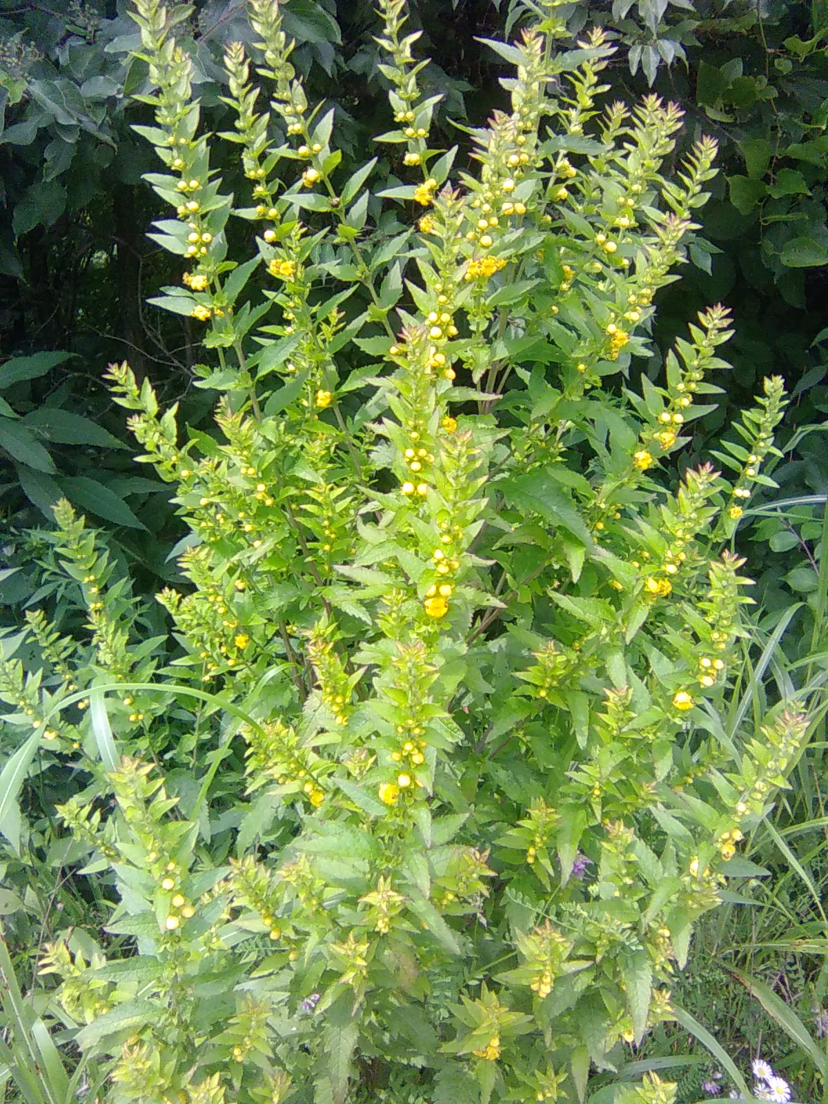 Yellow Loosestrife