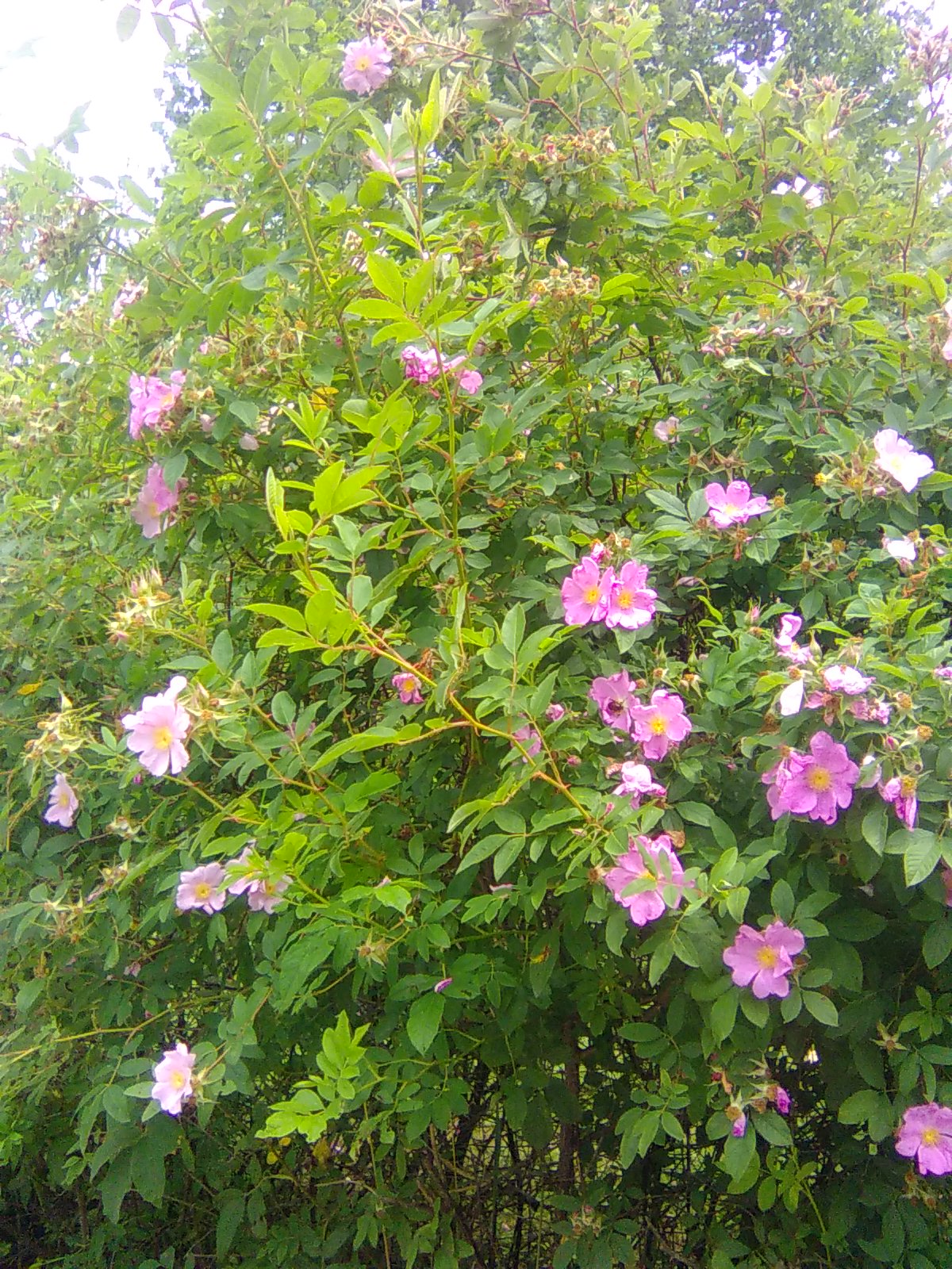 Swamp Rose