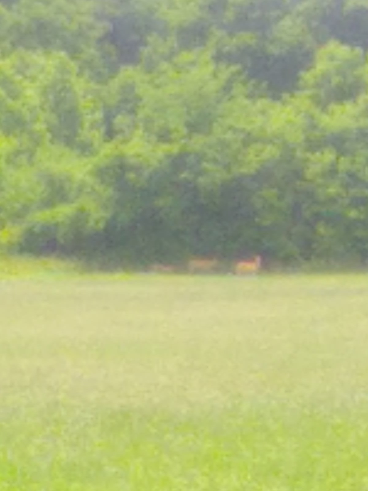 Deer Family