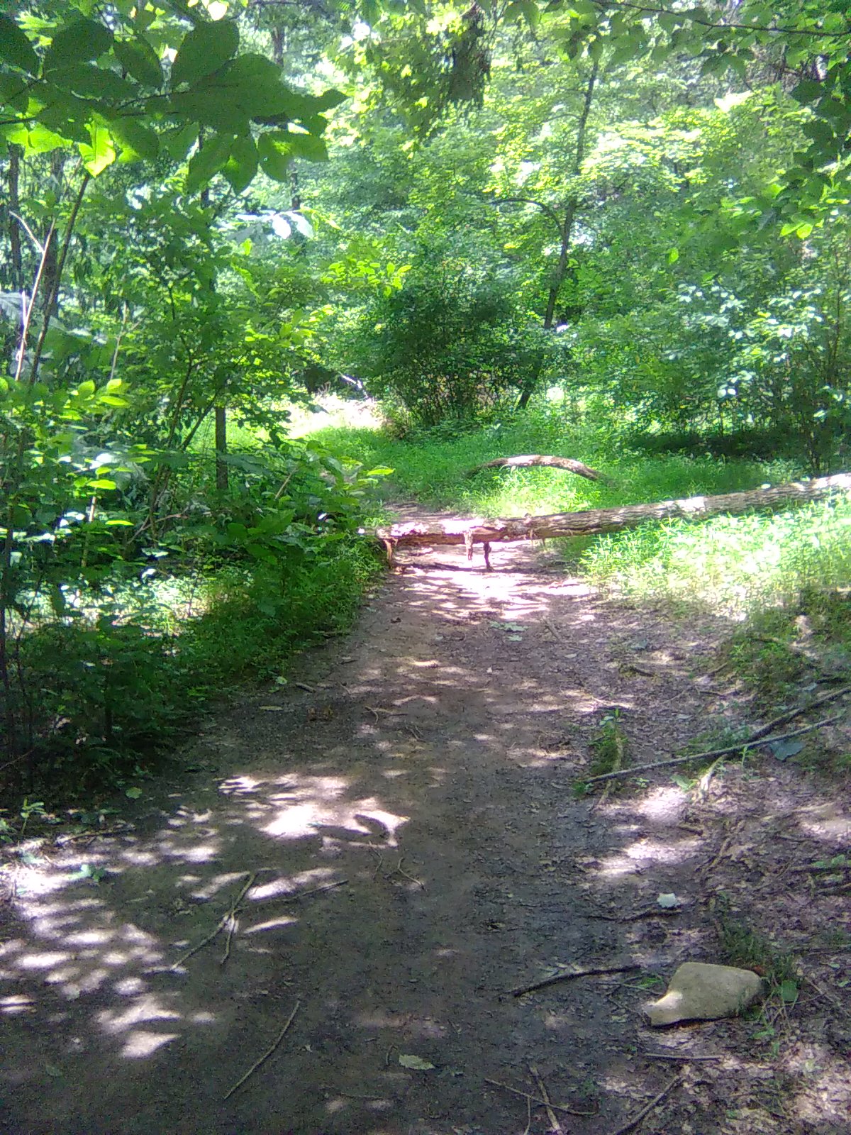 Forest Gate