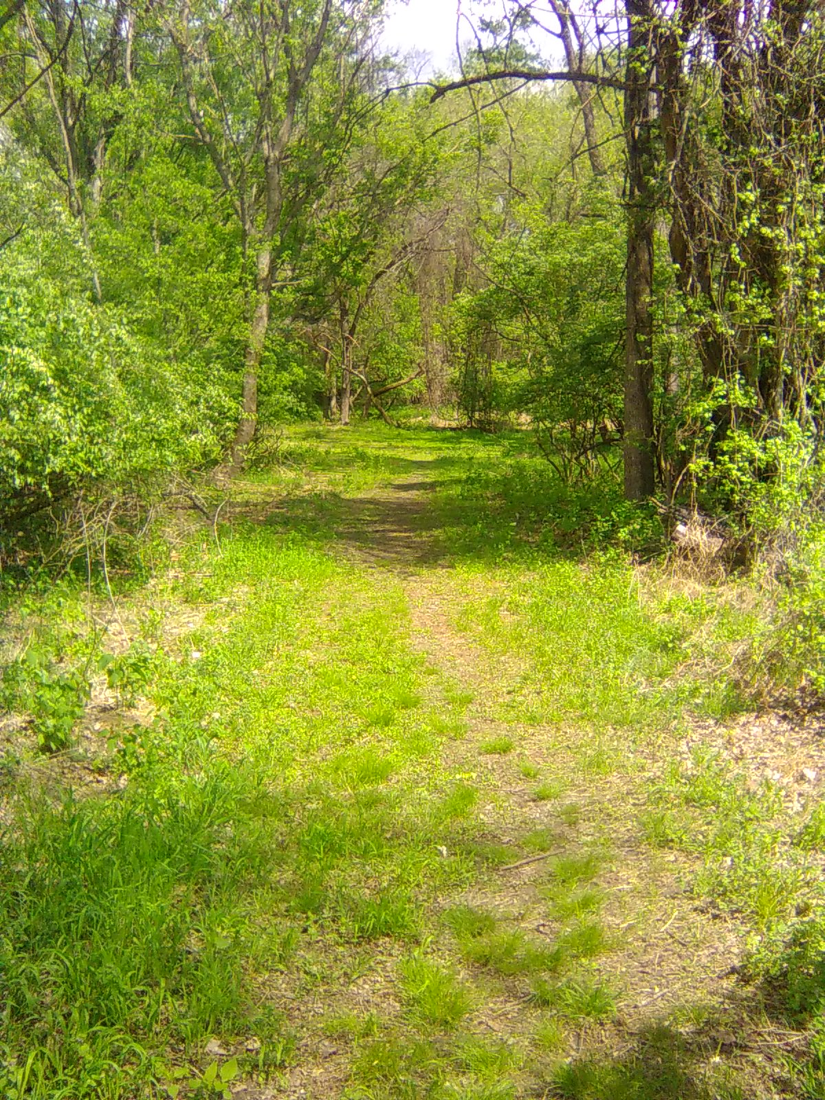 Trail